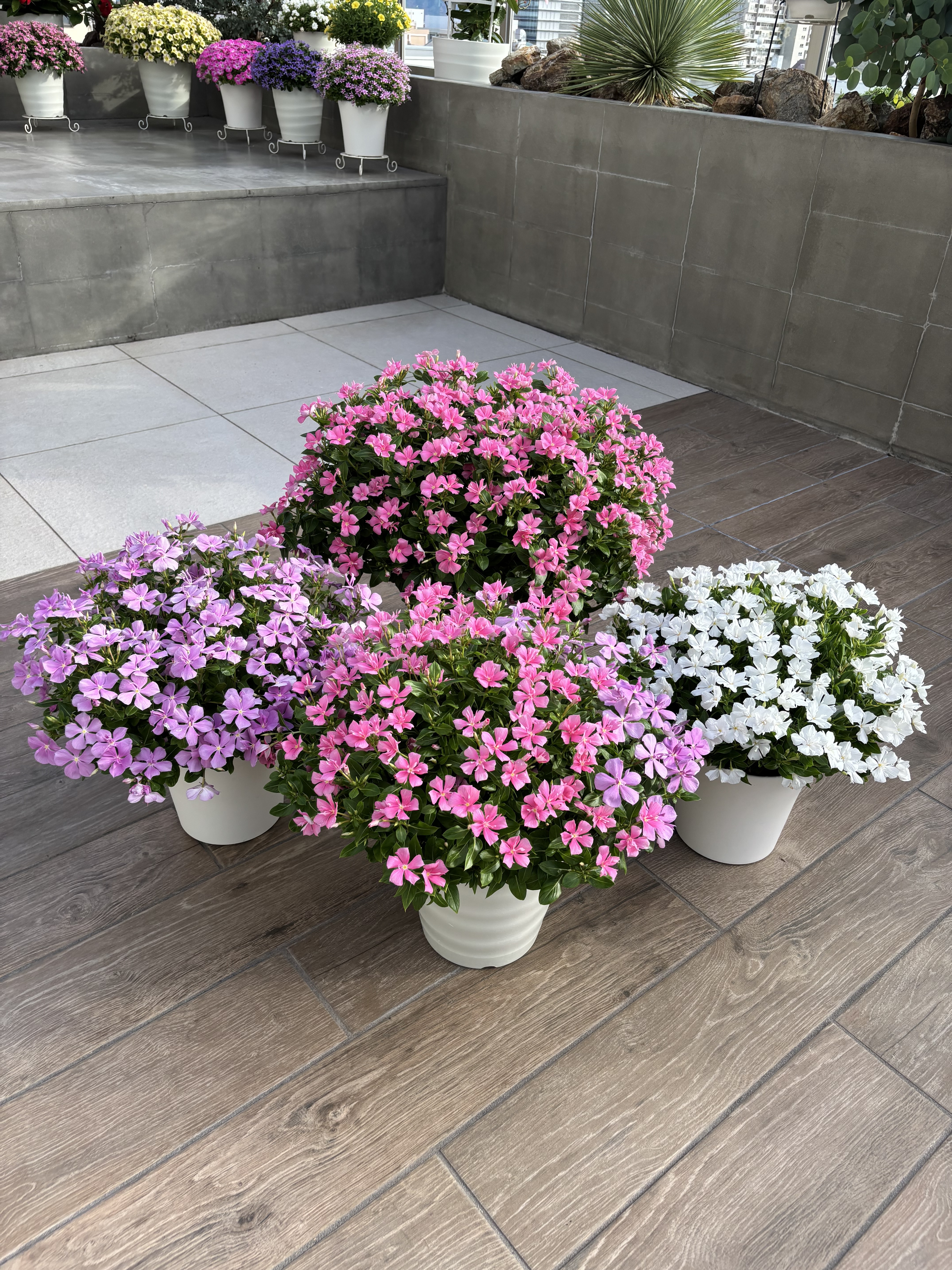 花台 Lanai Candy Cane Verbena (Verbena 'Lanai Candy Cane') in Lancaster
