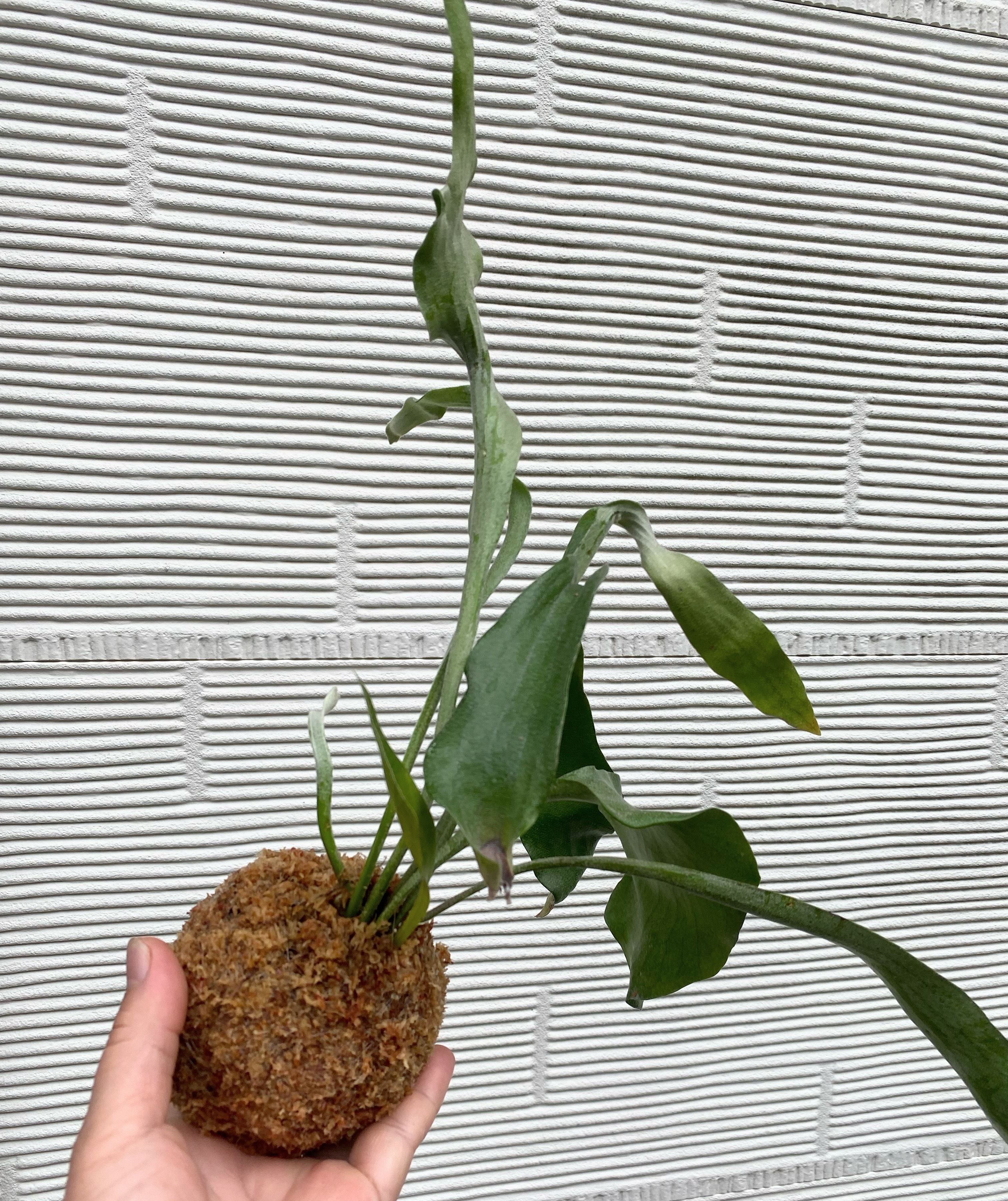 ビカクシダの苔玉 | CAINZ DIY Square