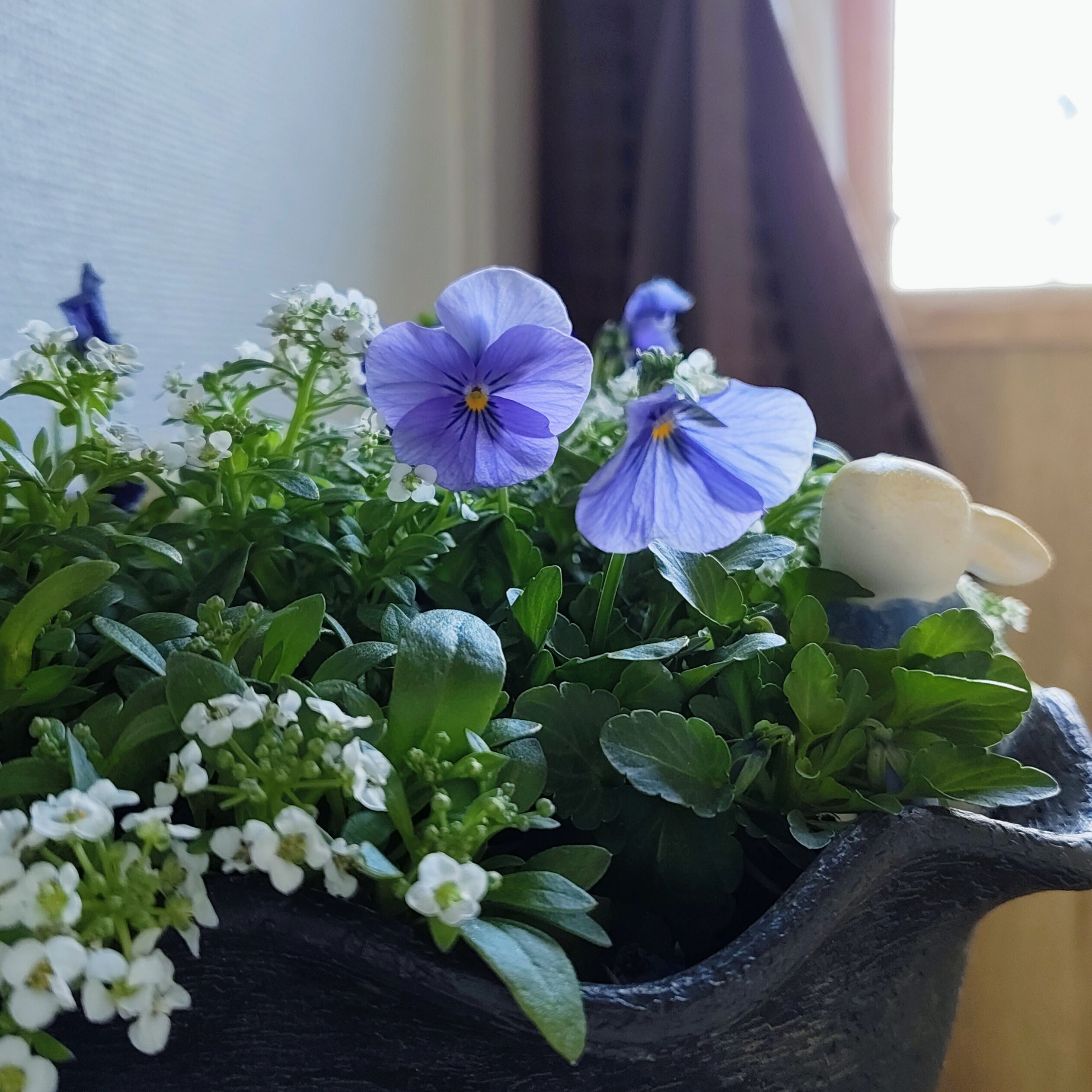 青💙と白🤍の寄せ植え、その後 | CAINZ DIY Square