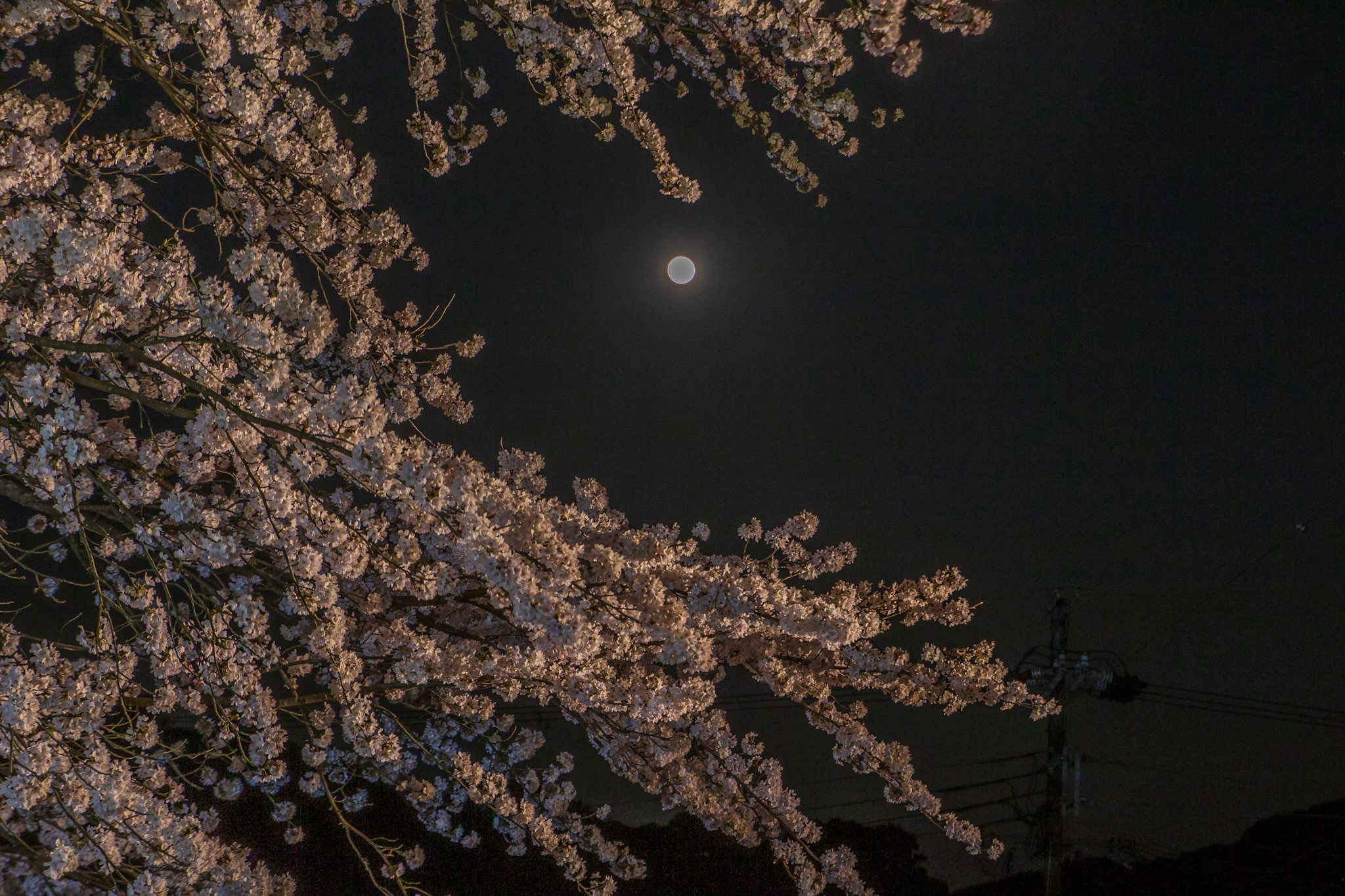 夜桜🌸とピンクムーン🌕 | TORQUE STYLE