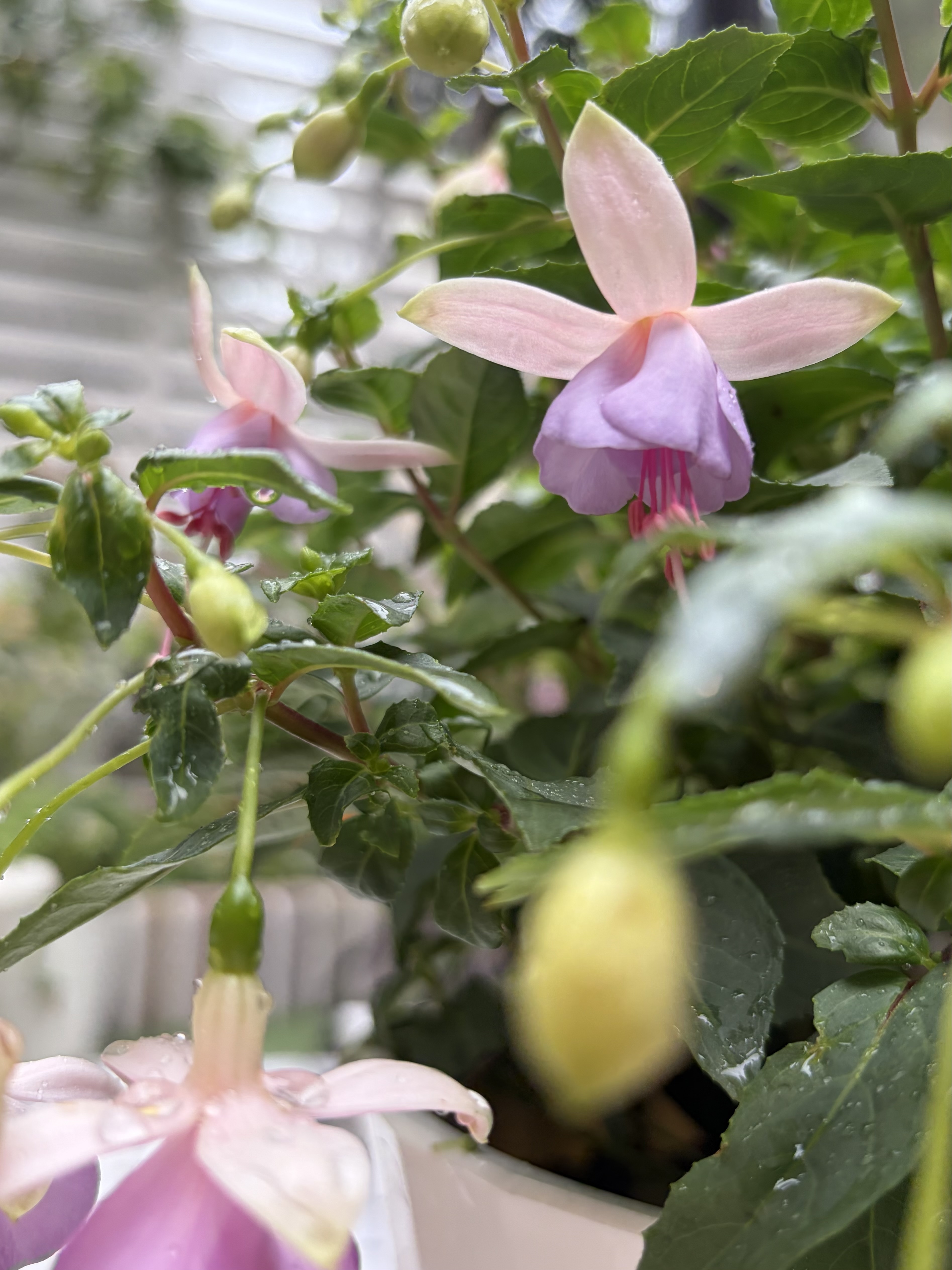 アクセサリー N.148 シフォンタッセル ふんわり お花 パール ベビー