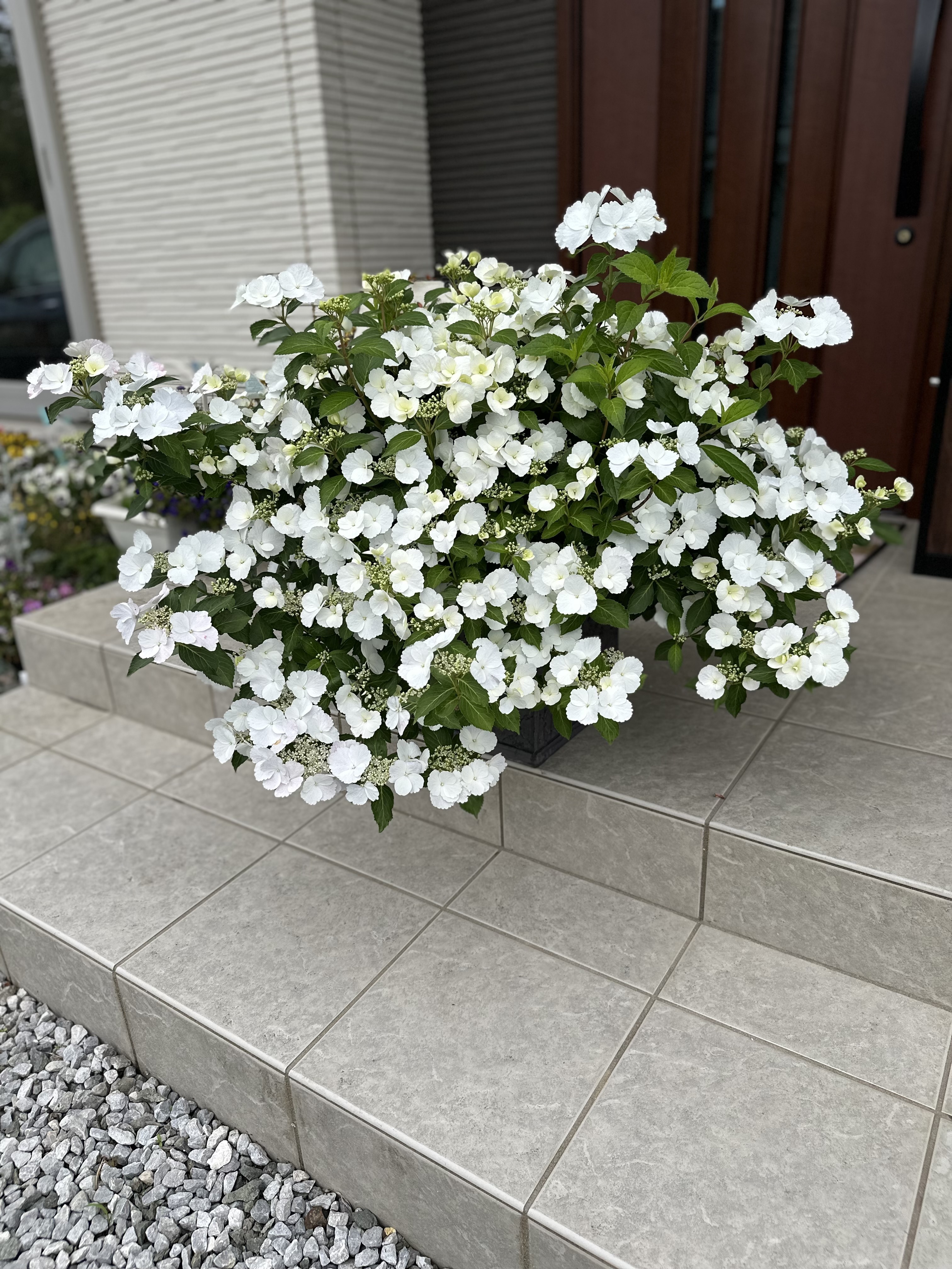 ブライダルベール　クレイフラワー 32e2450a-76a5-4be4-a828-