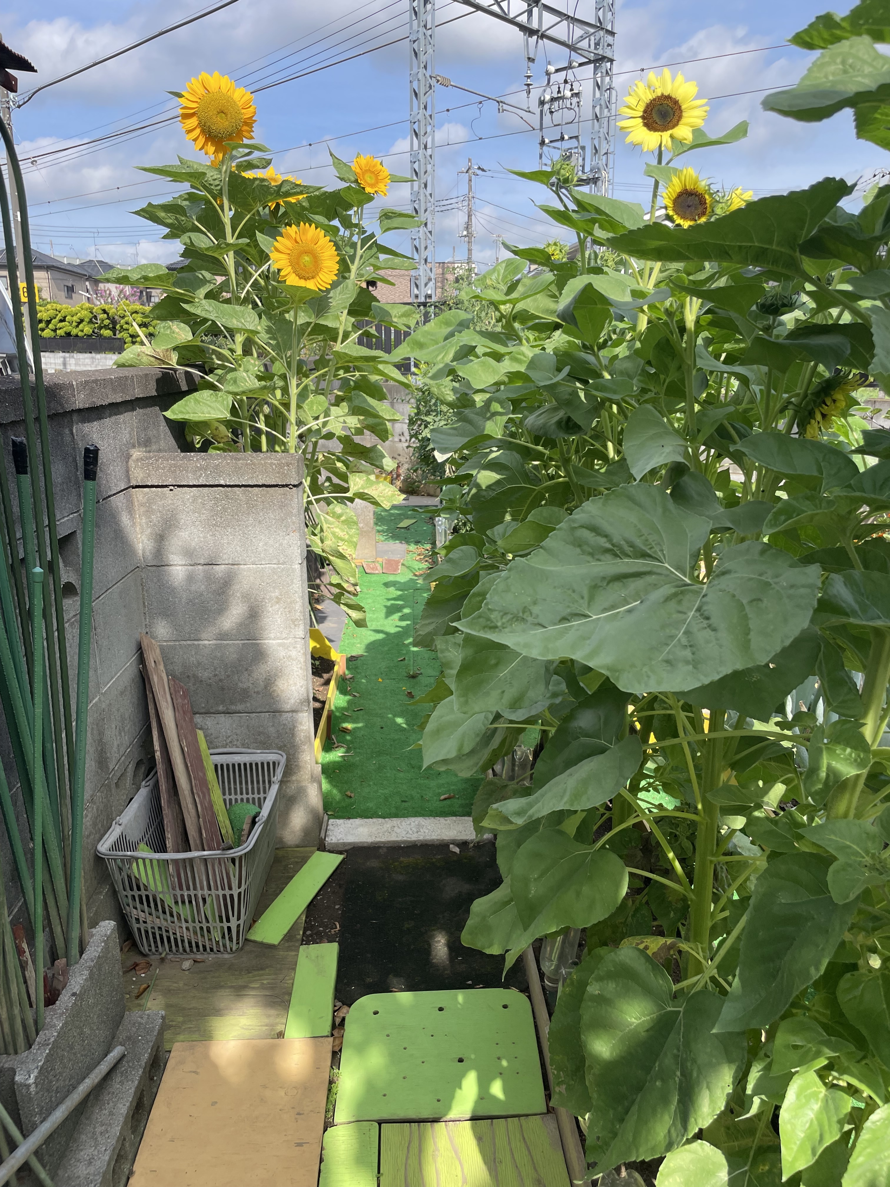 ひまわりの小径 | CAINZ DIY Square