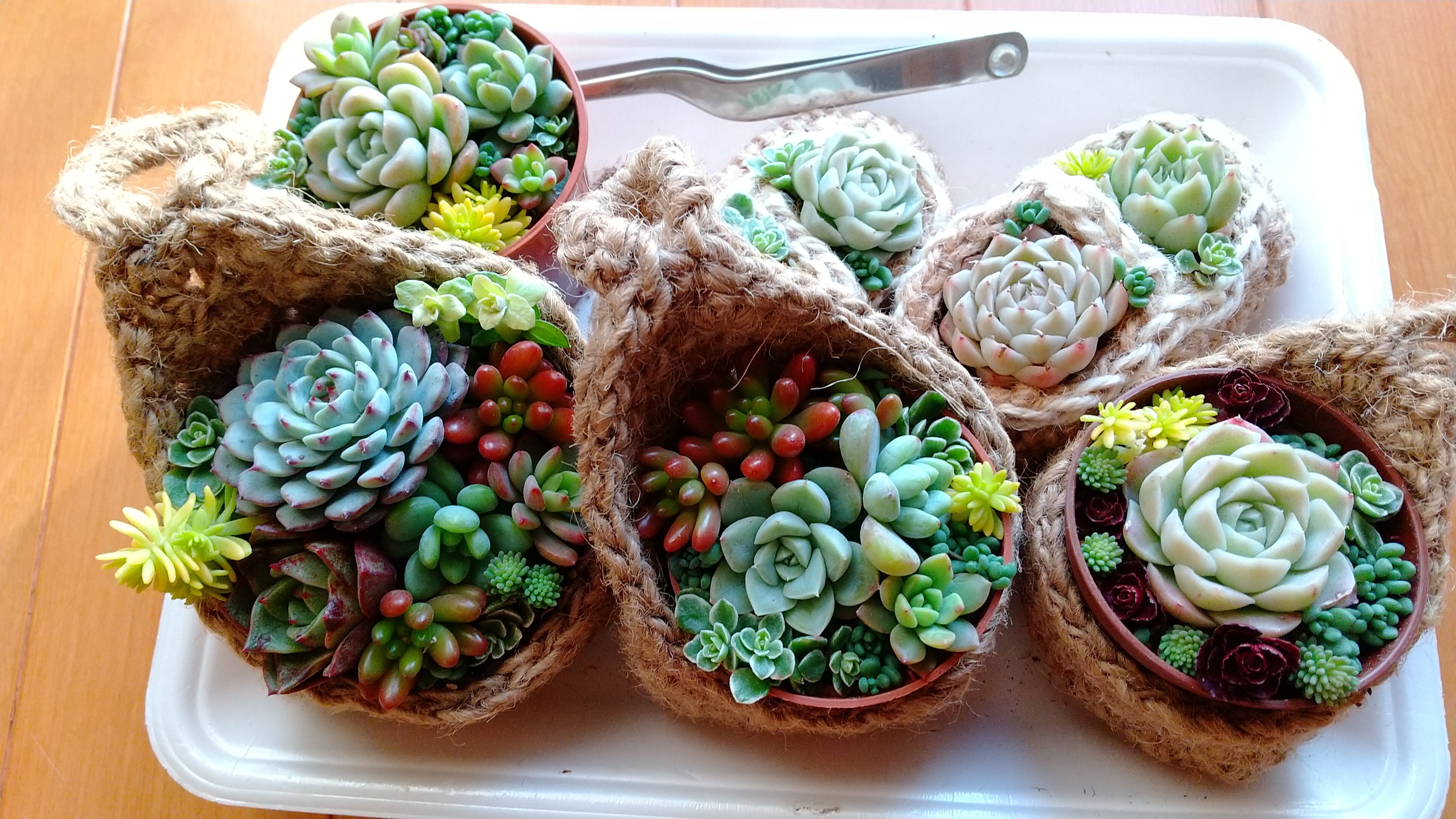 麻紐鉢'sに多肉寄せ植え | CAINZ DIY Square