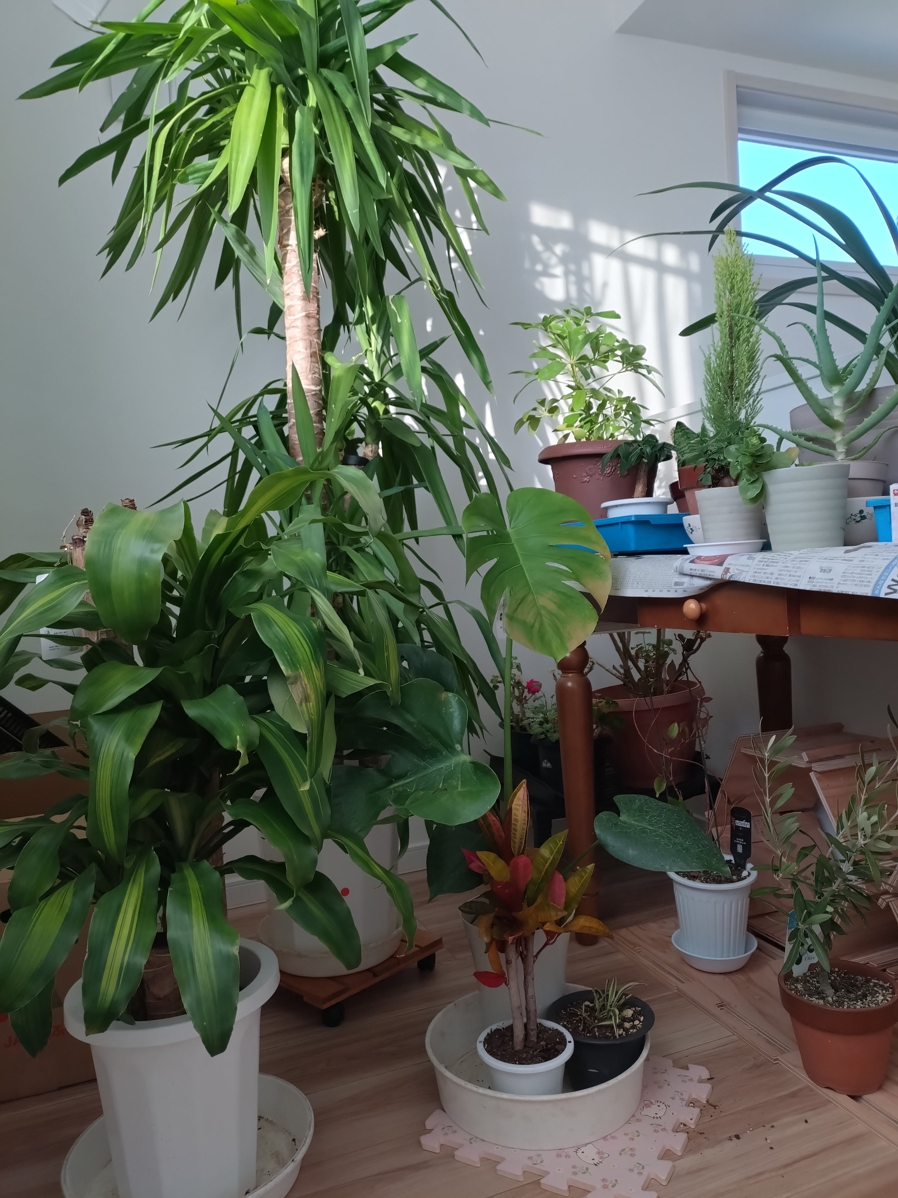 癒しの観葉植物〜緑のある暮らし〜 | CAINZ DIY Square