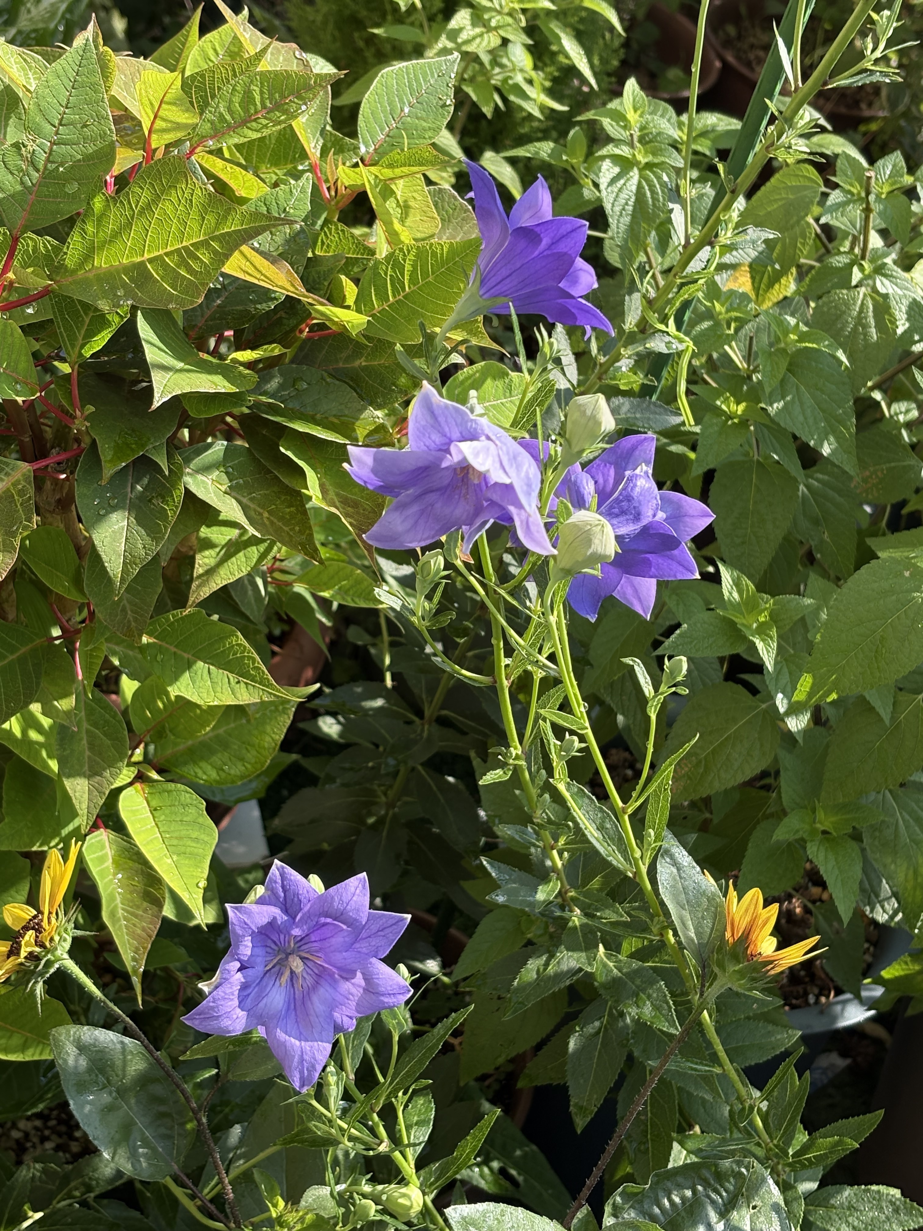 桔梗 二重咲きの桔梗 | CAINZ DIY Square