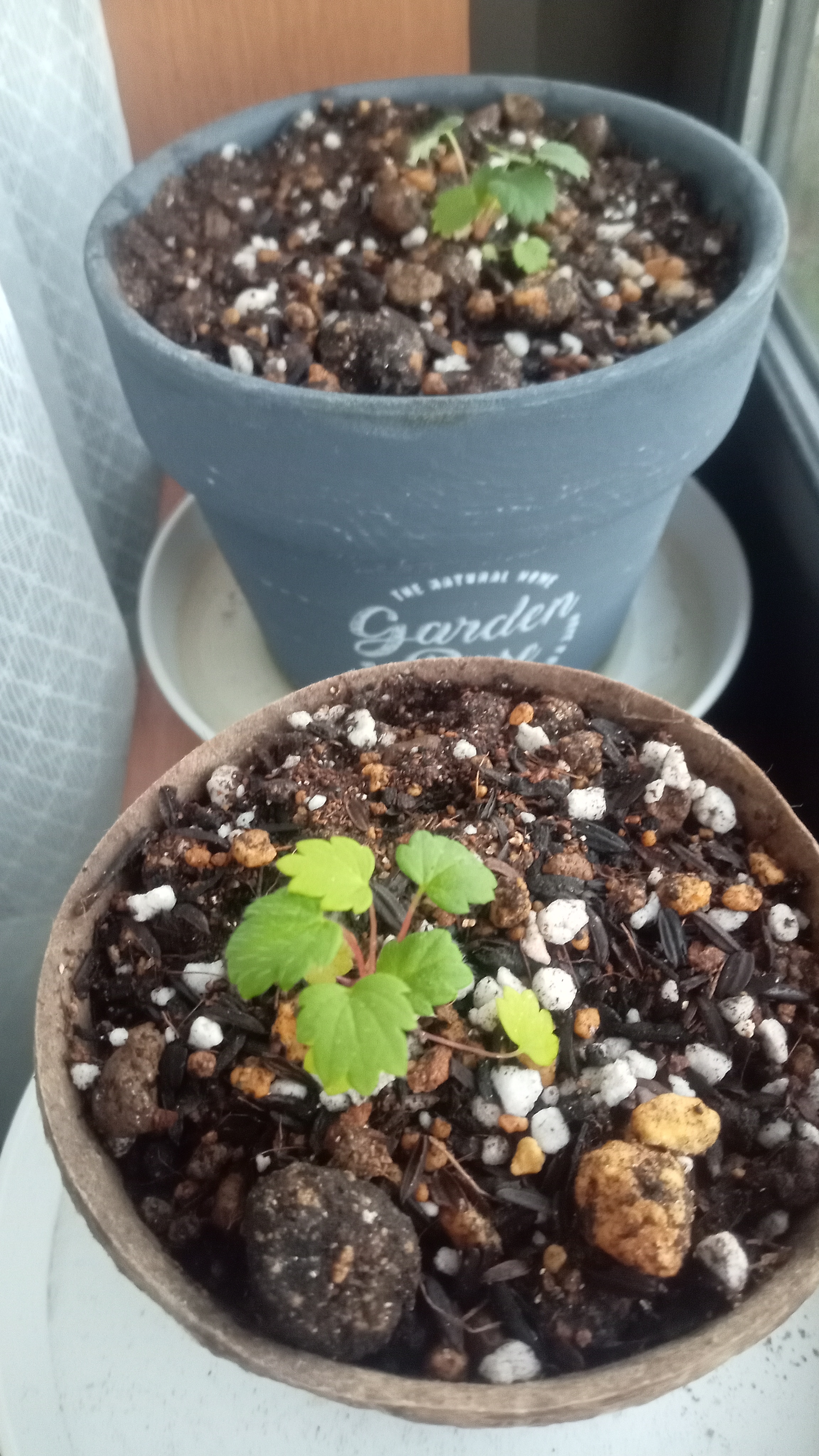 種からいちご苗を植え替え🍓 | CAINZ DIY Square