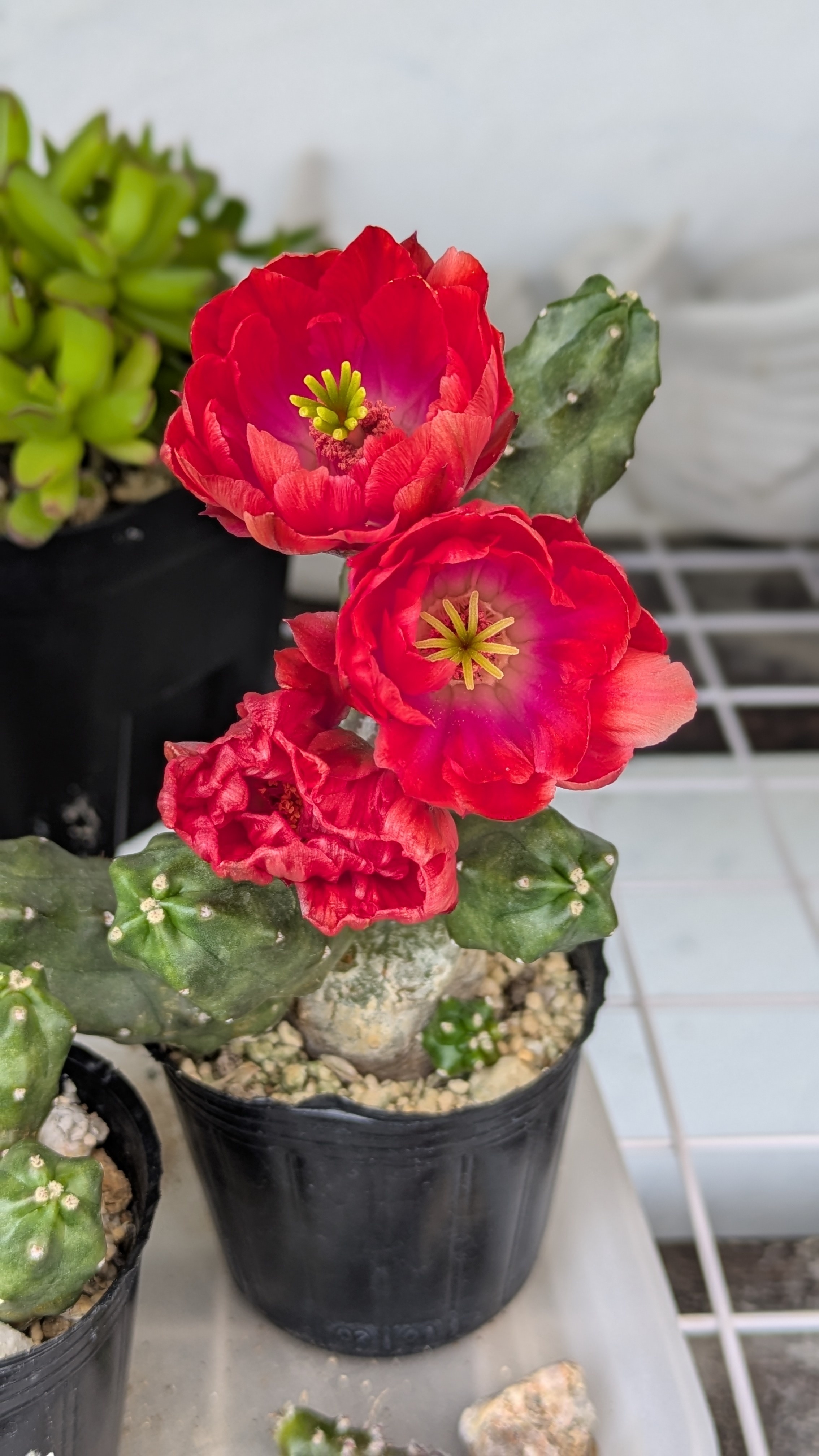 桃太郎の花 | CAINZ DIY Square