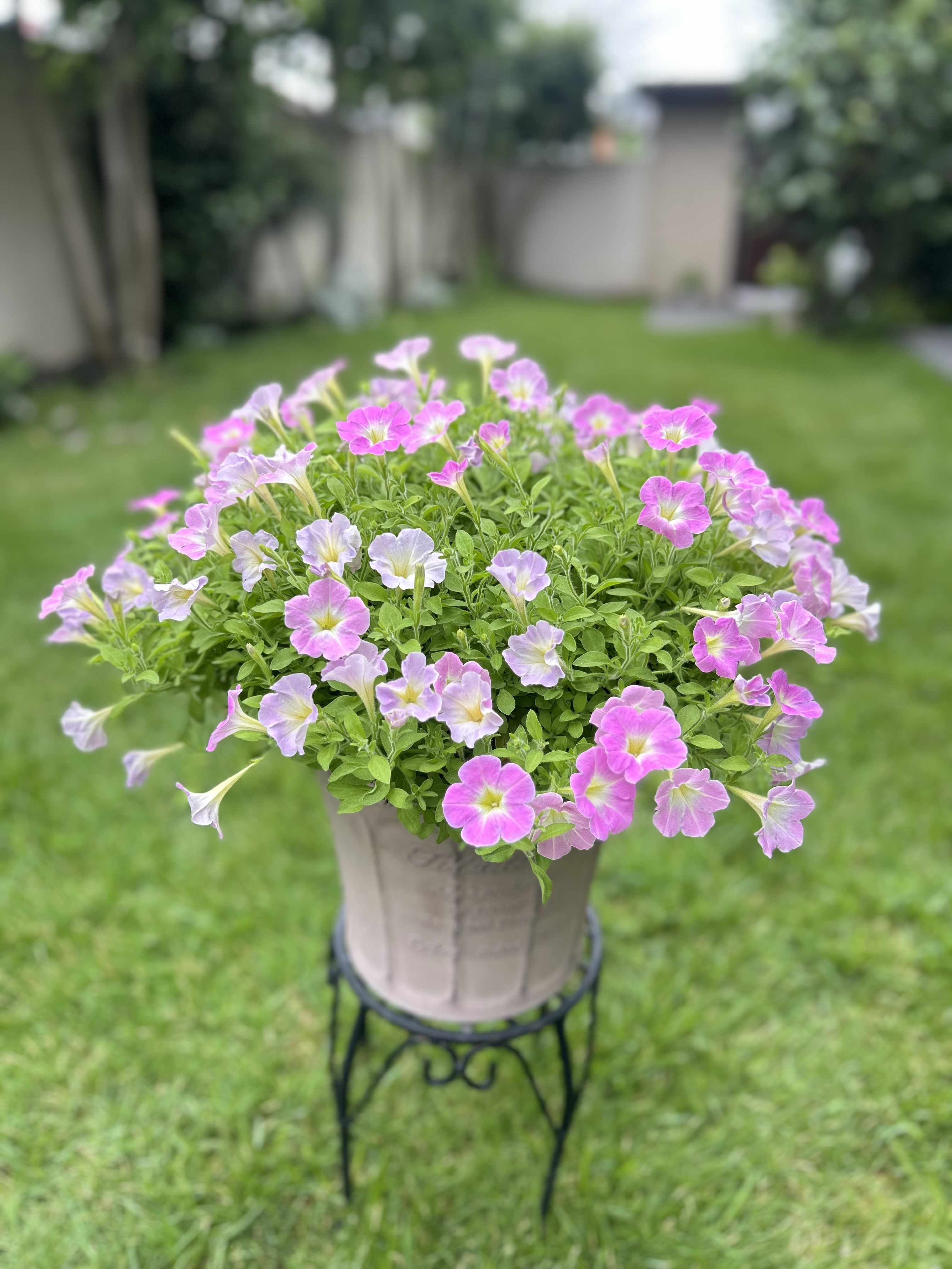 🌸さくらこ今シーズン4回目の開花は…🌸 | SUNSUNガーデン
