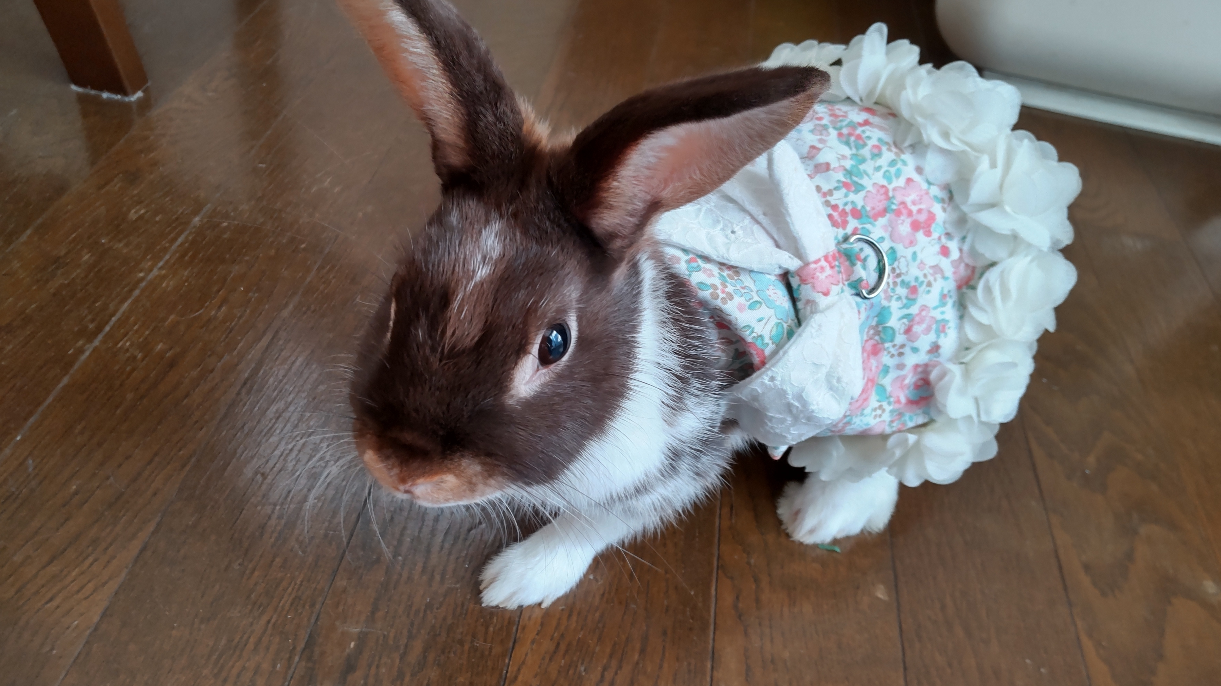 アイデアシンプルで現代的な家の装飾.萌えウサギ振子1対 夢み屋〉白粋 うさぎ雛 屏風セット 通販 - ディノス
