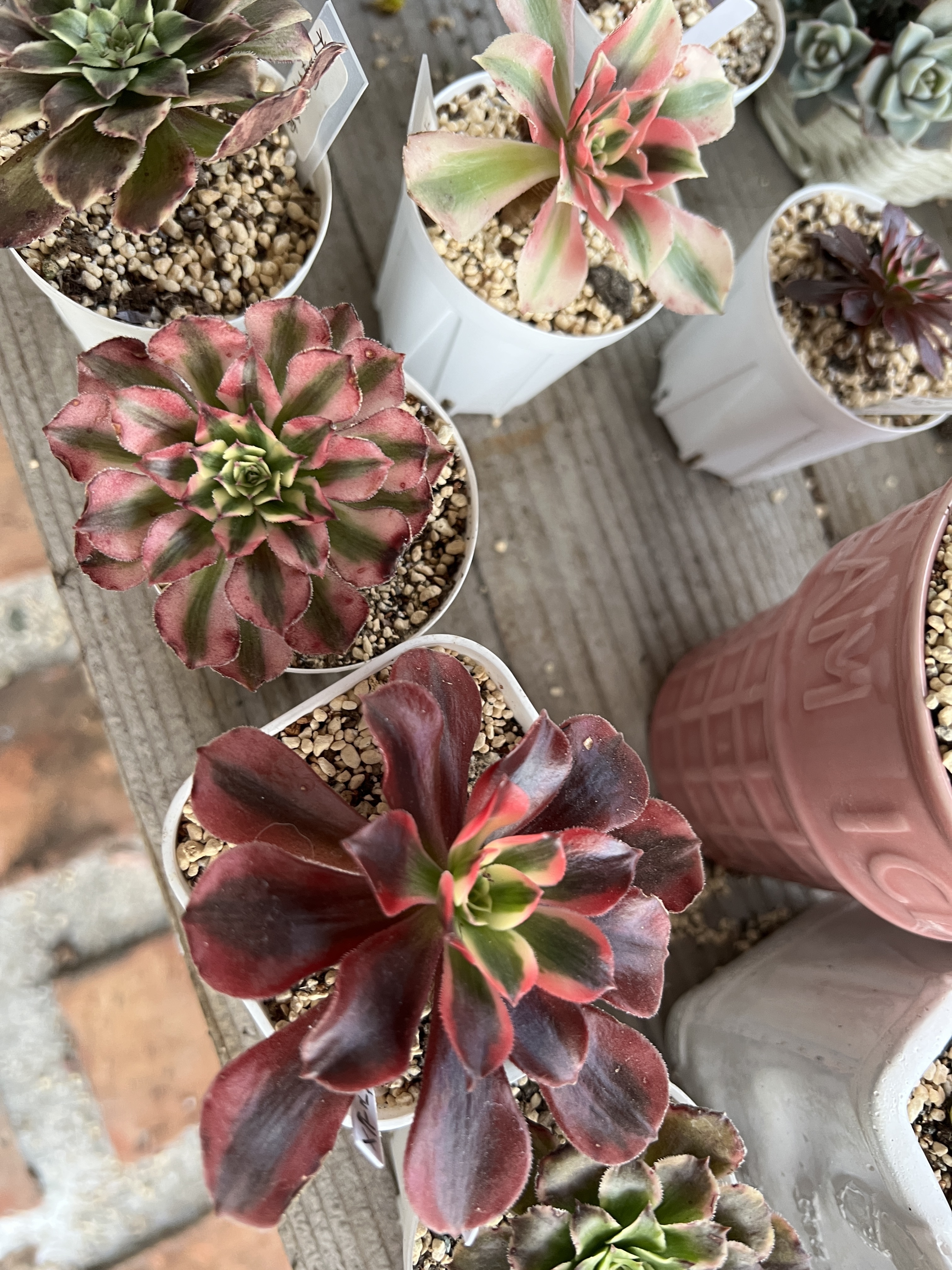 アエオニウム 10品種♡抜き苗セット③ 多肉植物 12品種♡抜き苗セット③(メルカリ便) - メルカリ