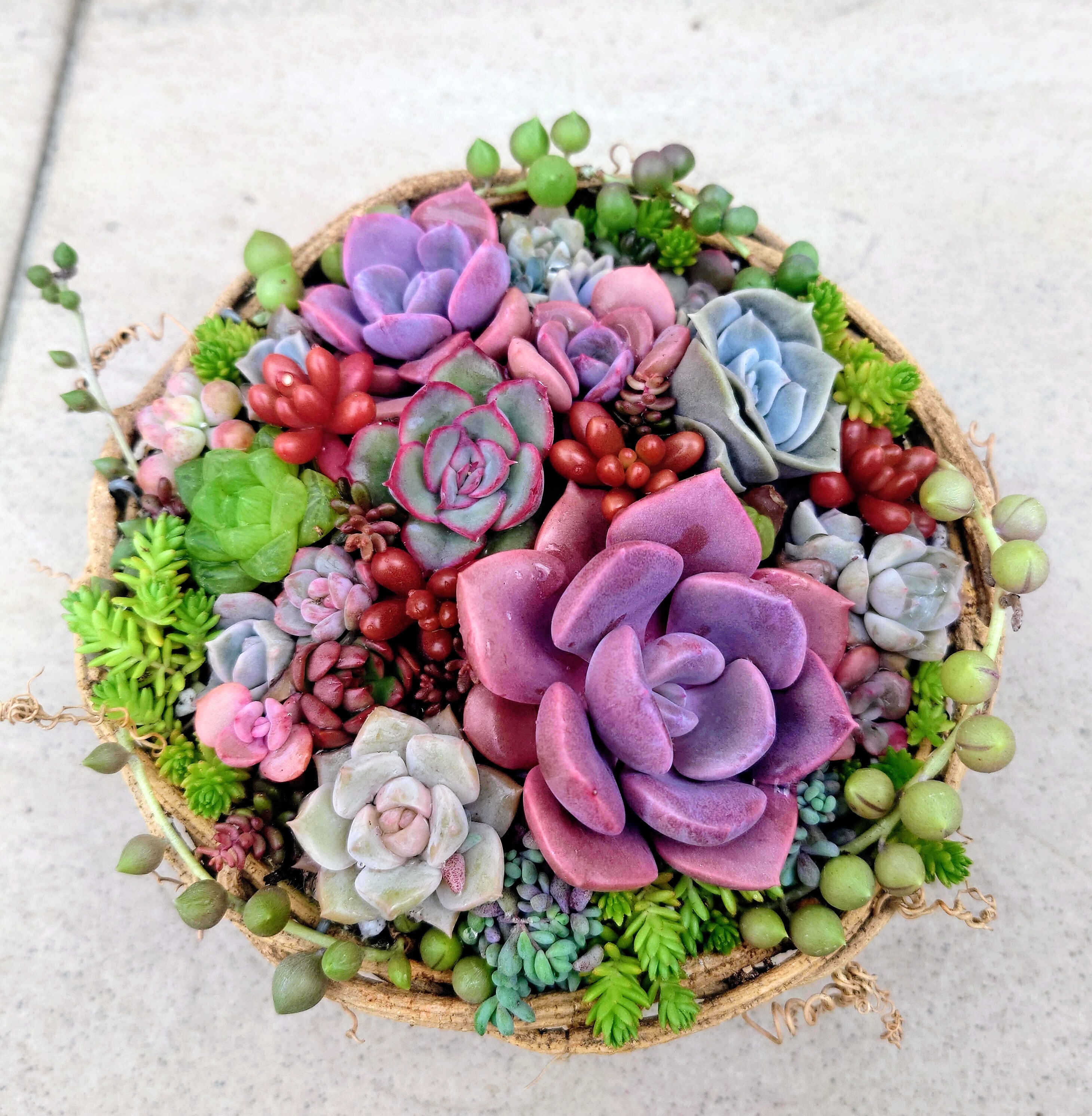 多肉植物 紫と緑のグラデーション*4 多肉植物 紫と緑のグラデーション*4 と緑の美しいグラデーション