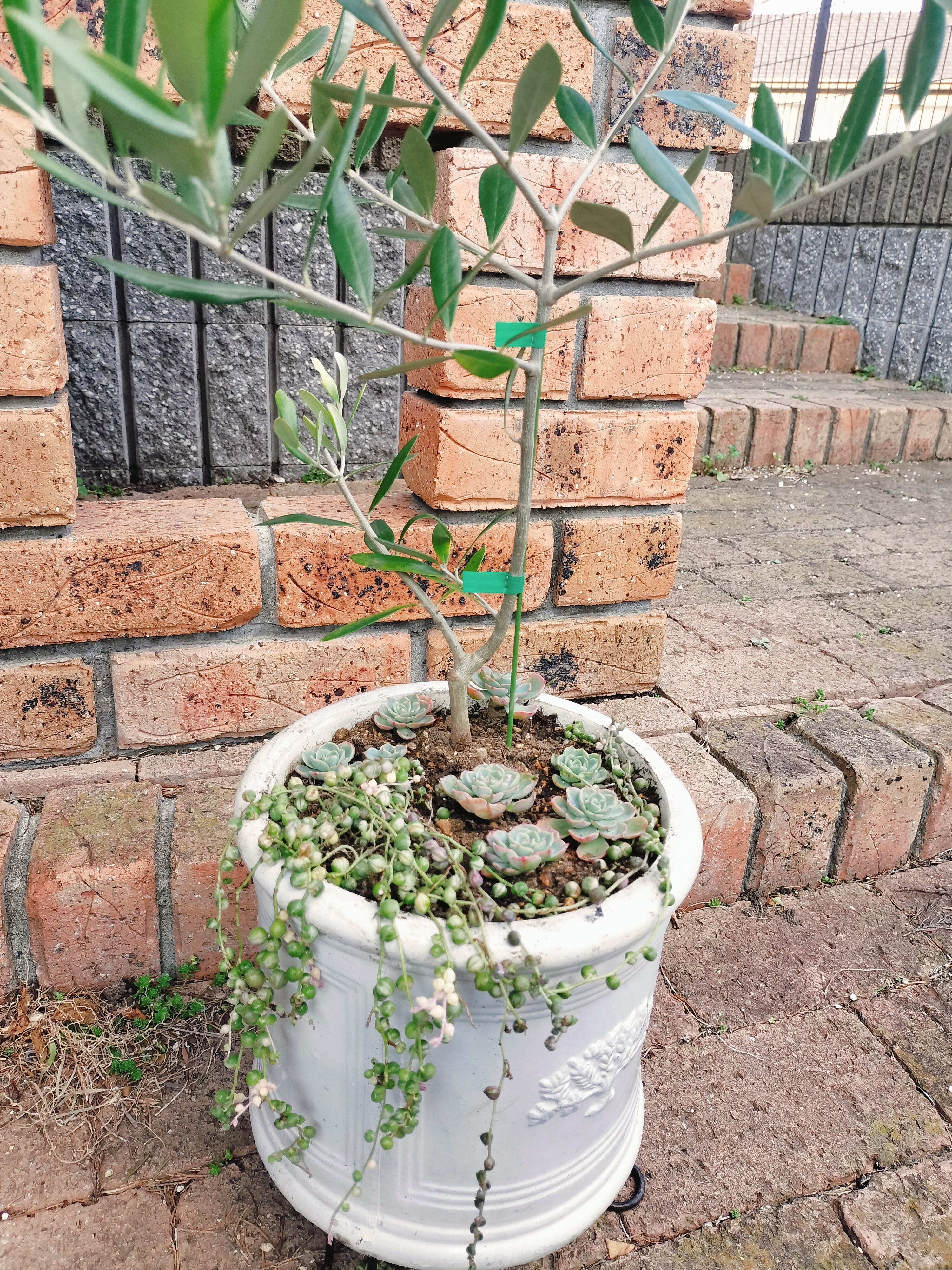 リメイク鉢☆Olive.デコパージュ 多肉寄せ植え ガーデン英字ペーパー