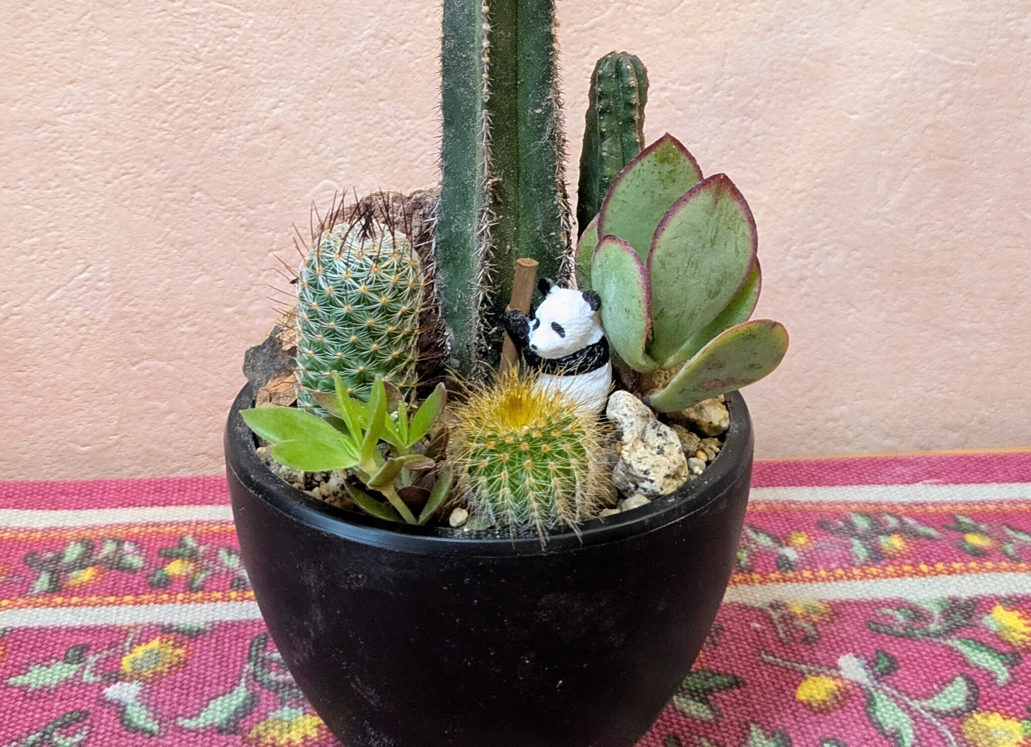 ハコニワ風寄せ植え🌵 | CAINZ DIY Square