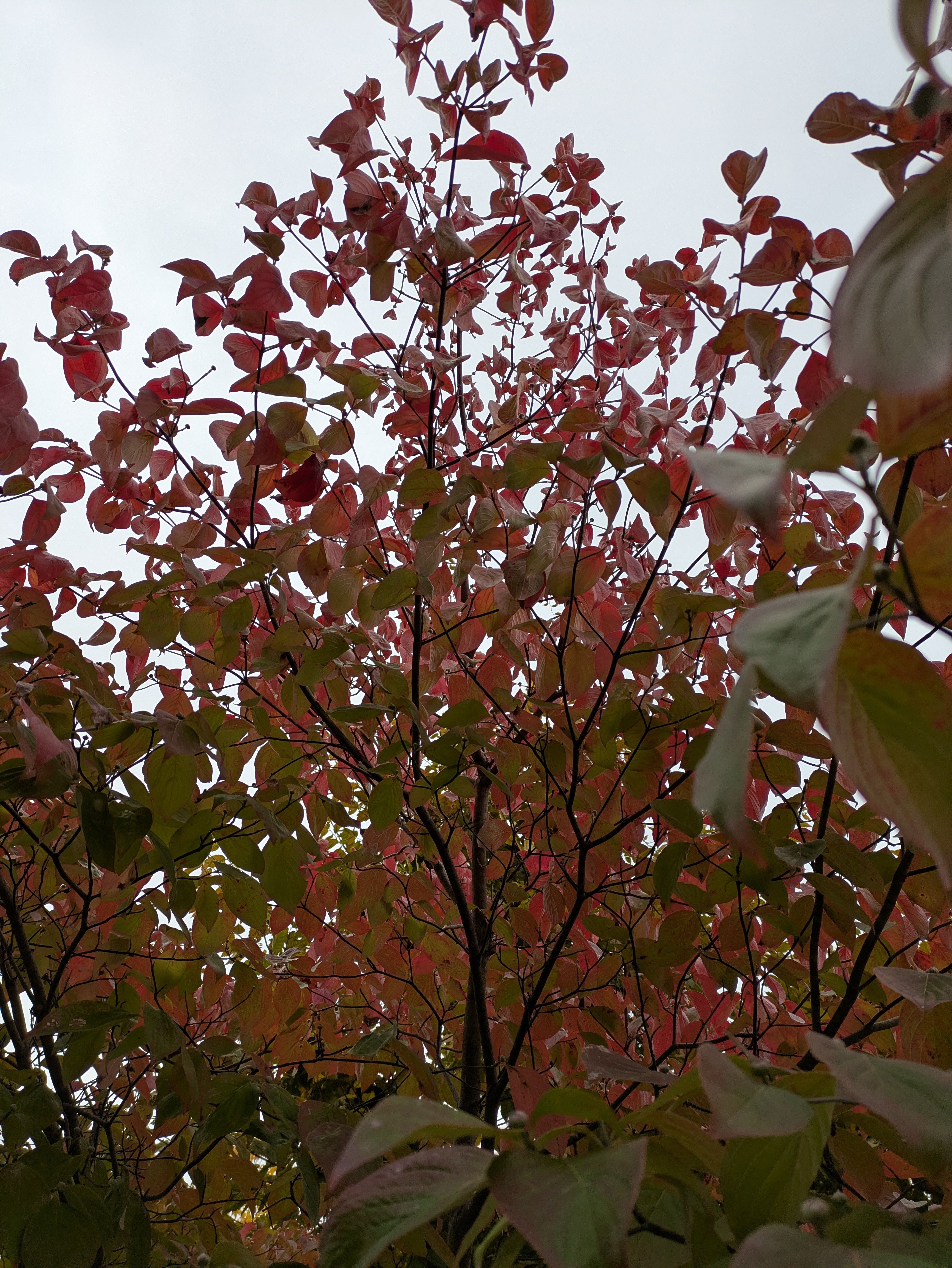 ハナミズキの紅葉 | さんかく屋根の下