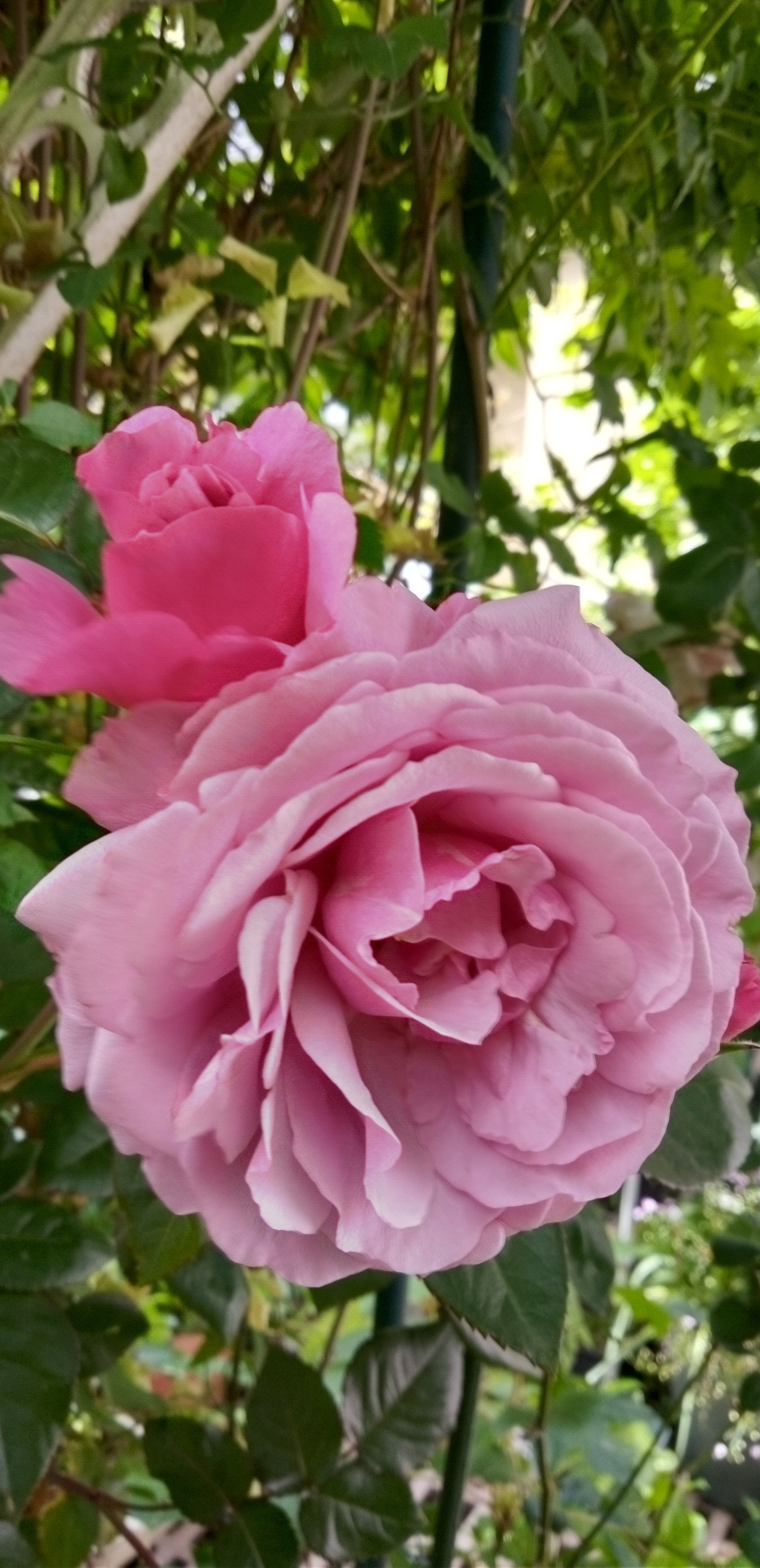 薔薇のシュリンクスが咲いて来ました。😌🌸💕 | CAINZ DIY Square