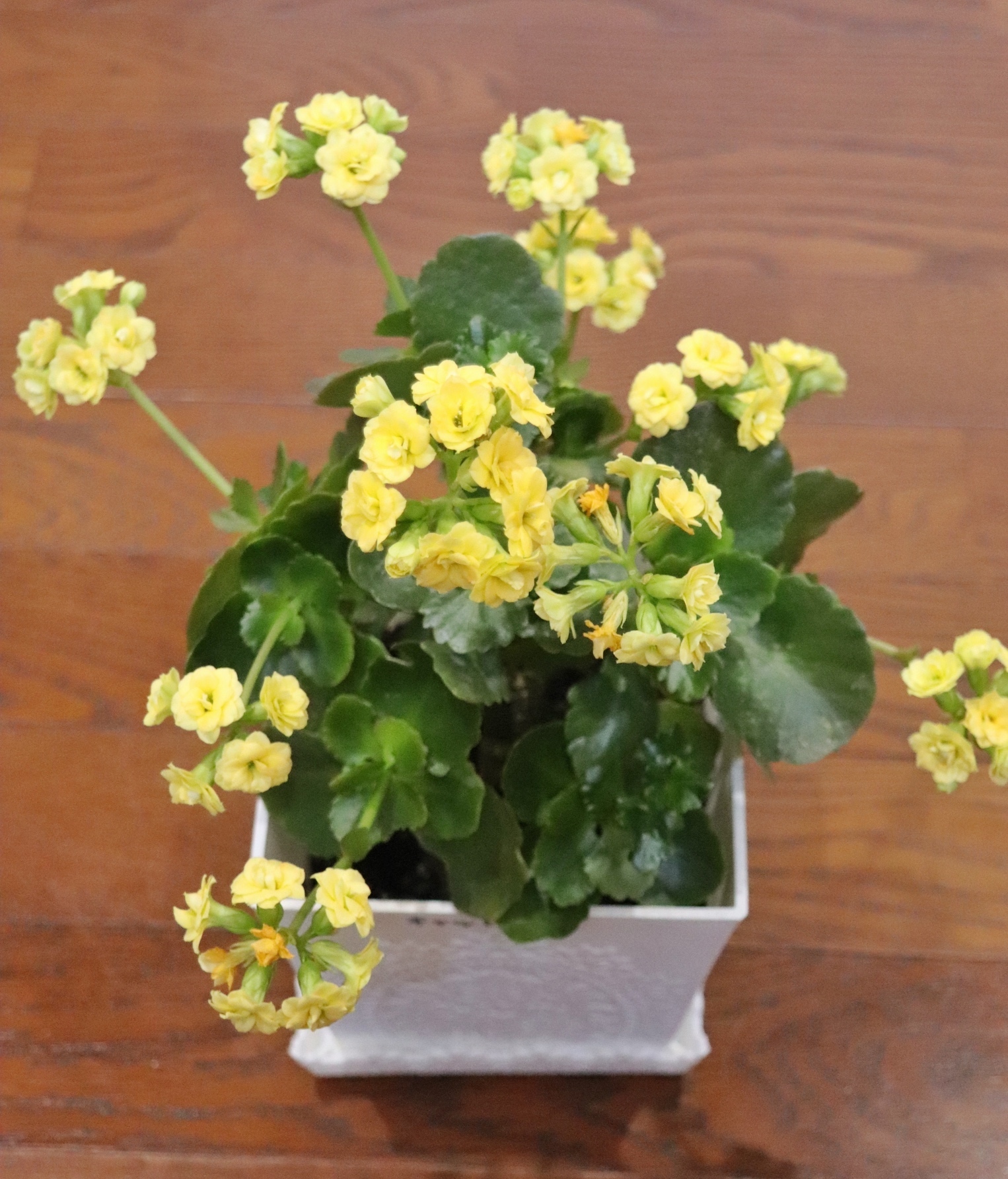 2年目のカランコエ🌼 | CAINZ DIY Square