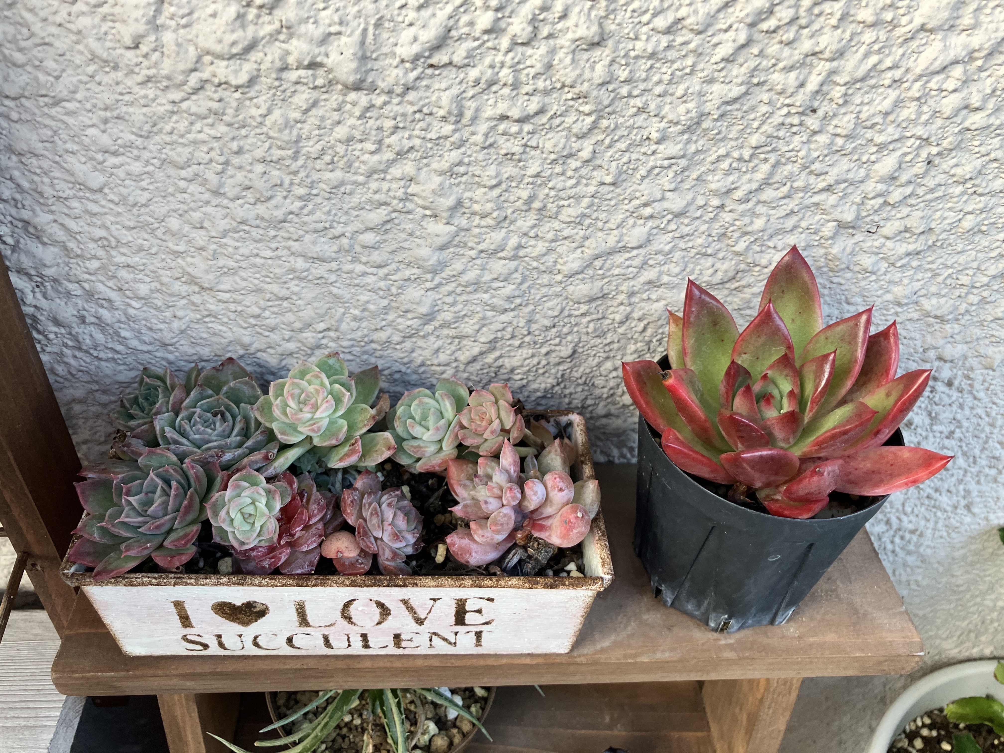 Prizum 特大 (韓国苗) 紅葉してきました | CAINZ DIY Square