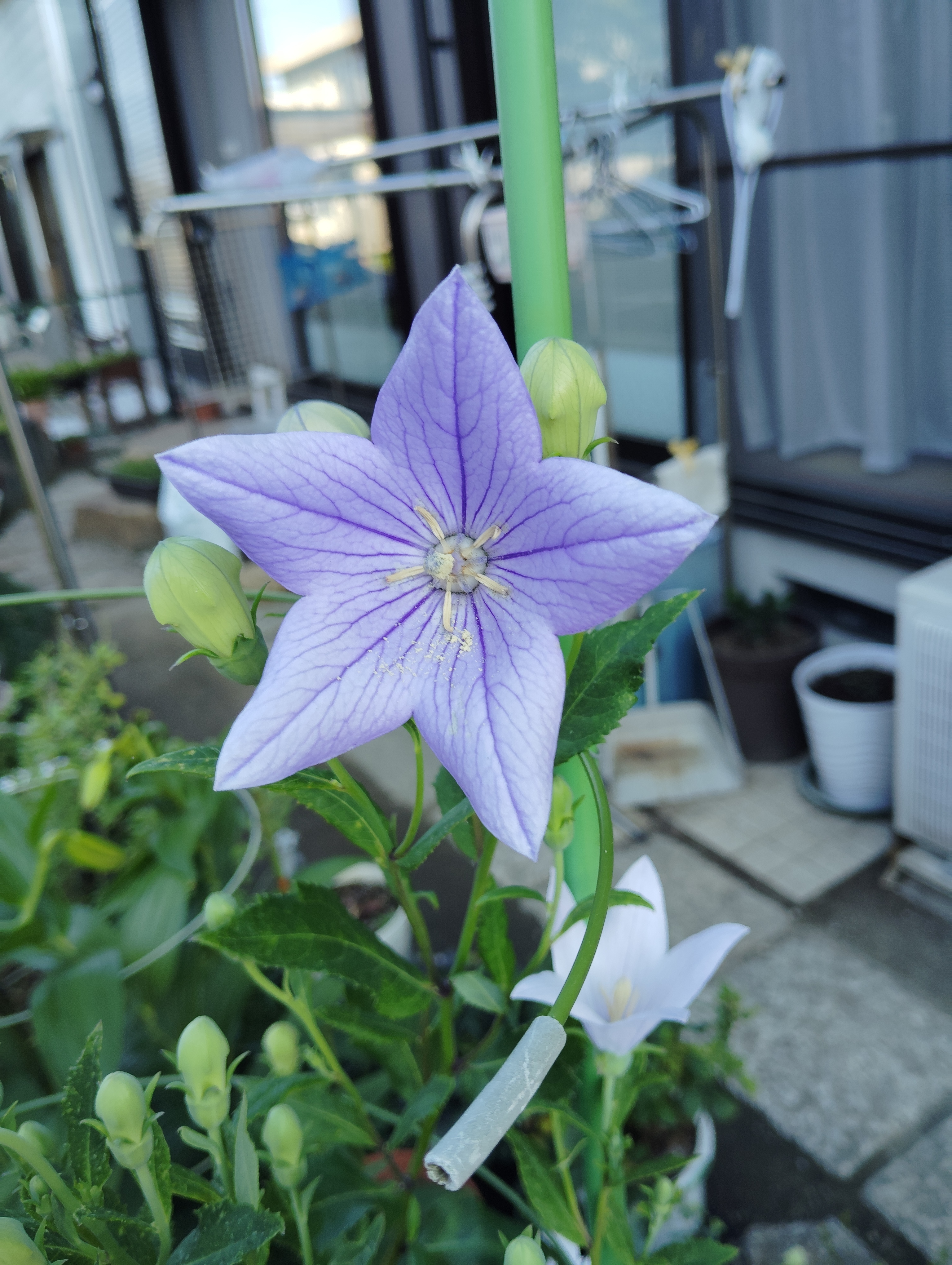 桔梗 桔梗 | CAINZ DIY Square