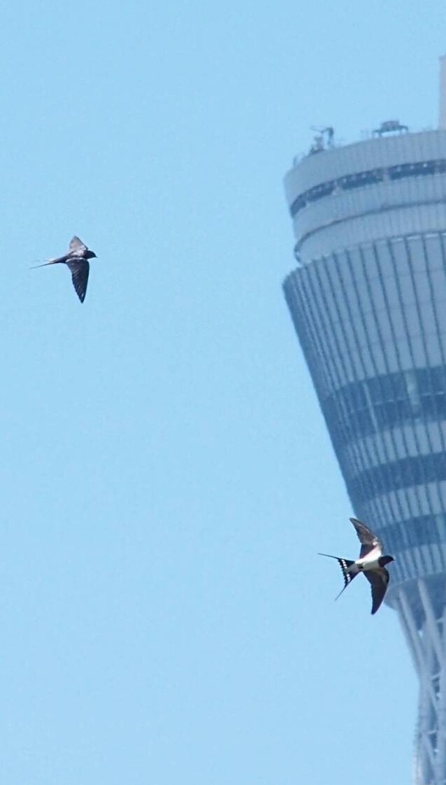 水平飛行で最速の鳥、ハリオアマツ | TORQUE STYLE