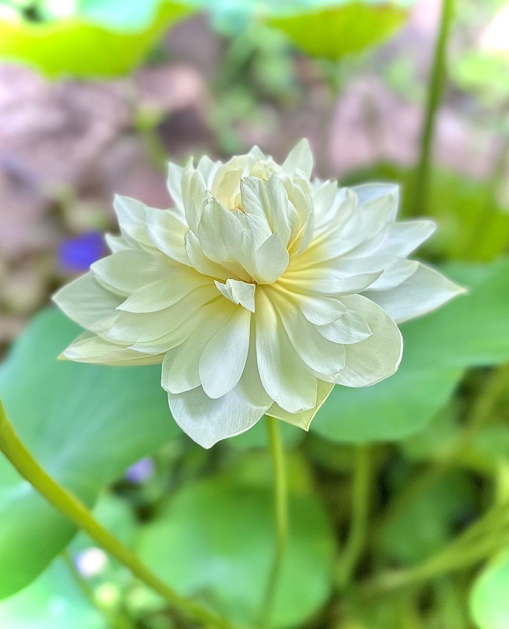 茶碗蓮､白妙(シロタエ)咲きました | CAINZ DIY Square