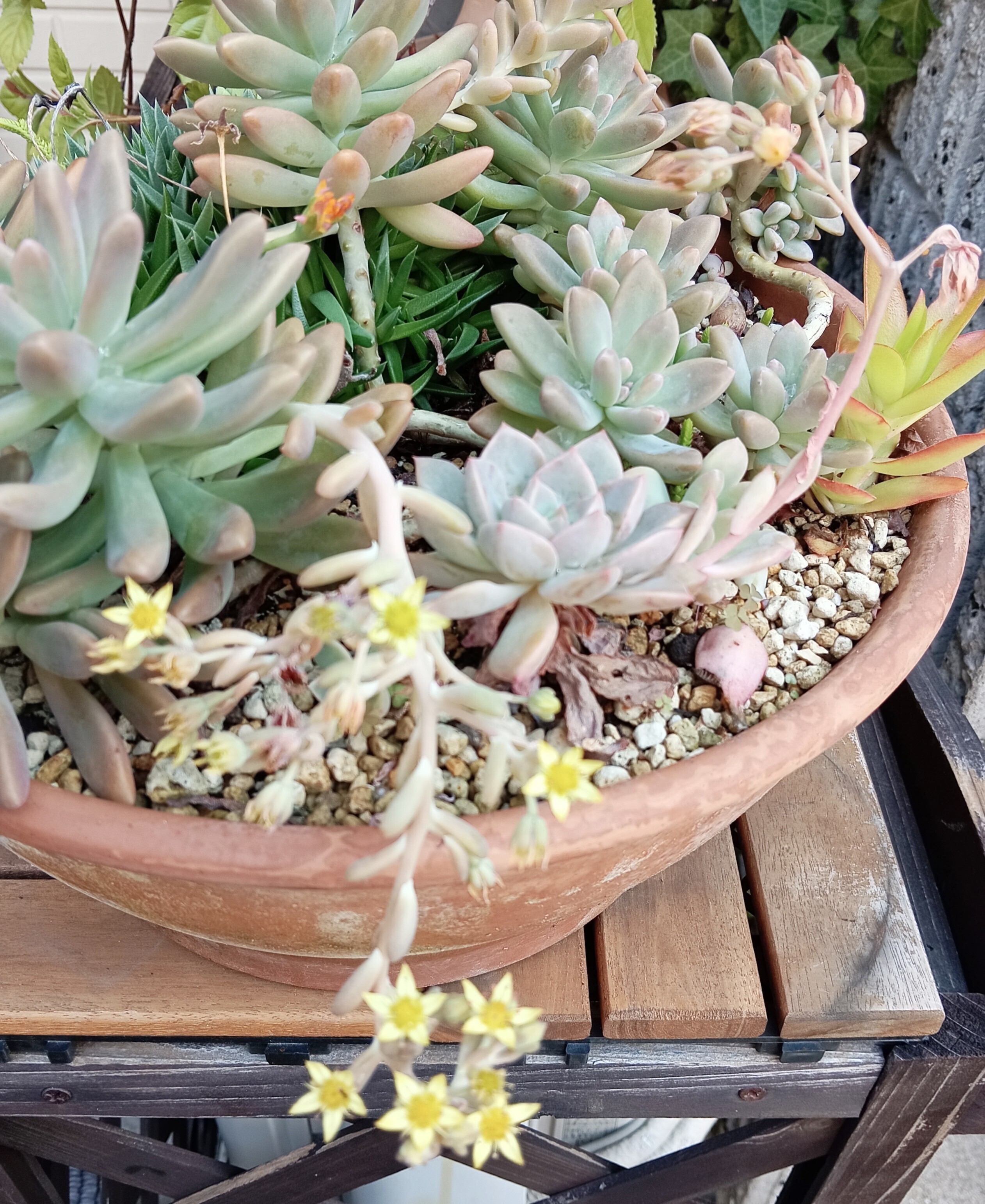 多肉の花 | CAINZ DIY Square