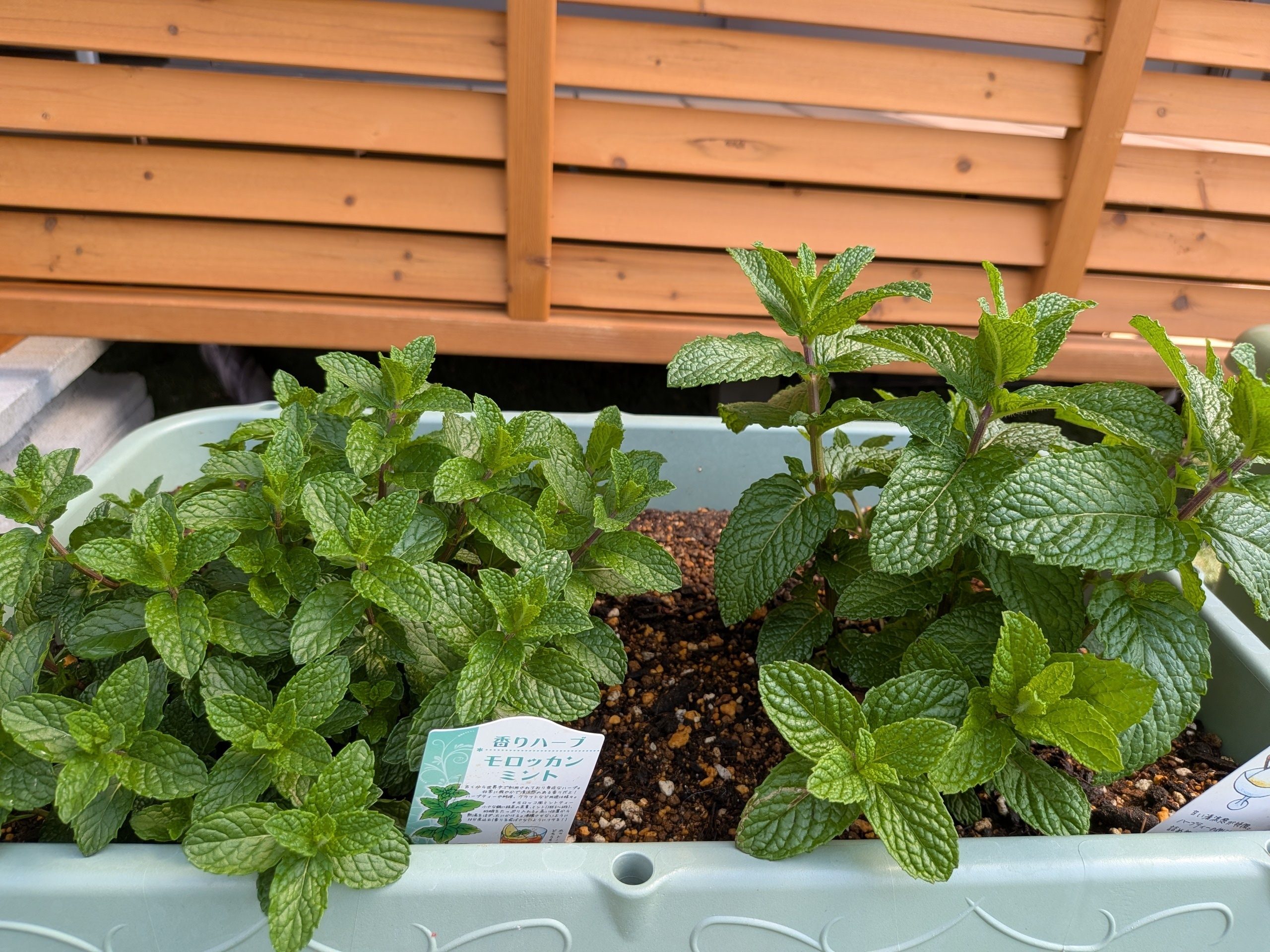 ミントページ■1449+1399×4=7,045■ヒーリングハーブス社 ミント育ててます | SPICE&HERB COMMUNITY