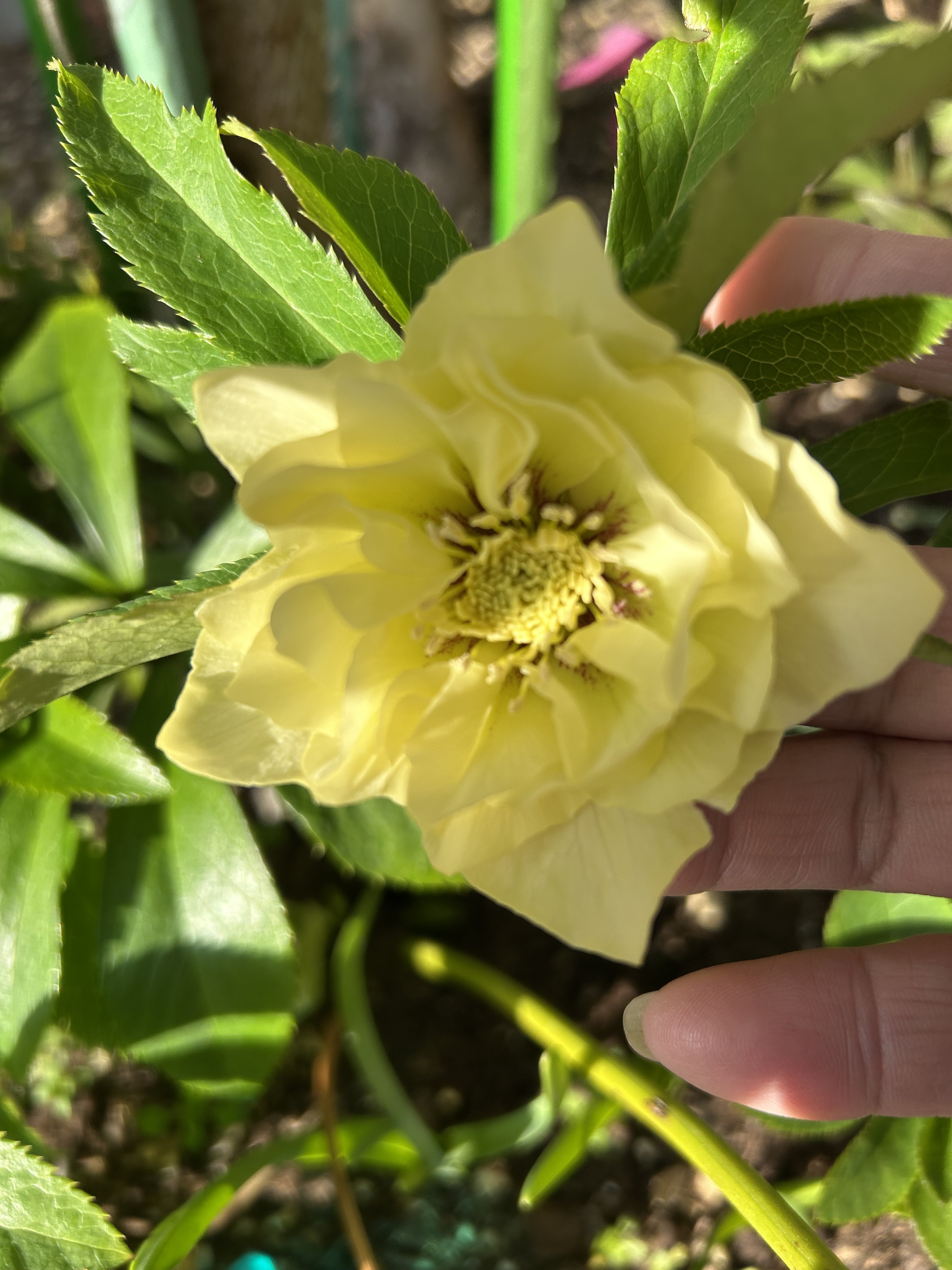 クリスマスローズ ダブルイエロー | CAINZ DIY Square