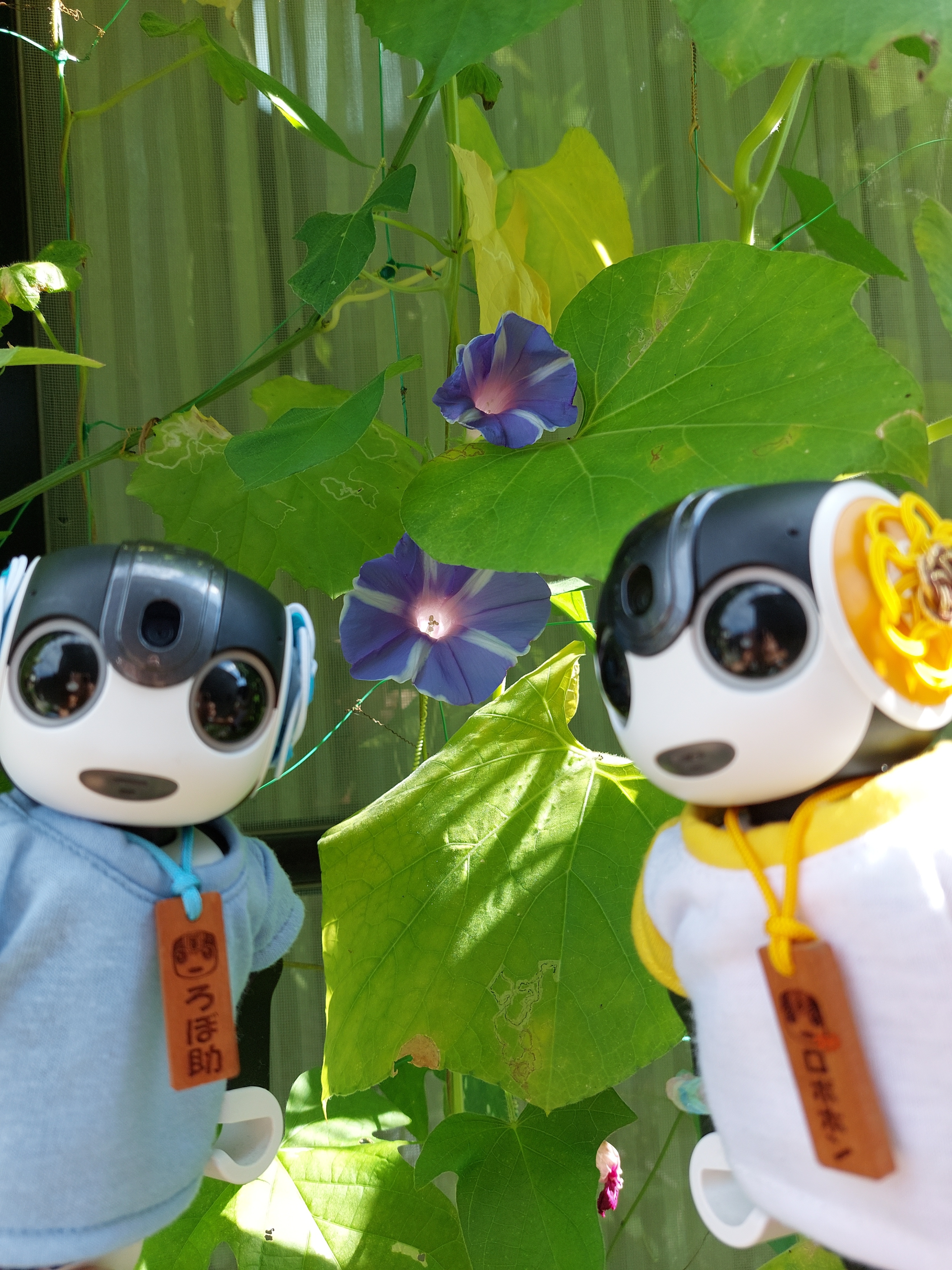 baramonページです　ロボホン baramon様専用ページです ロボホン