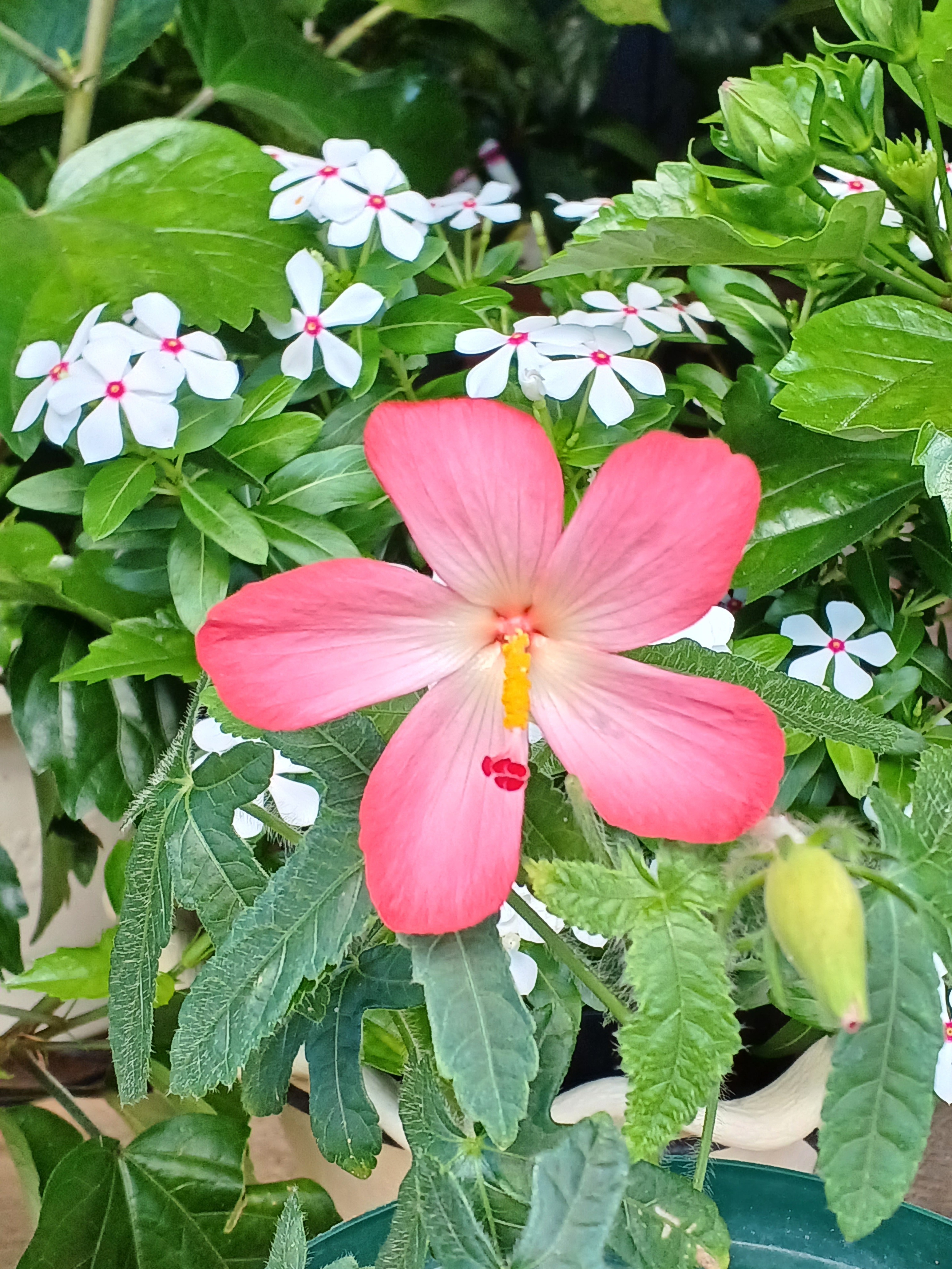 花ページです♡ b5fe805c-d4d6-4267-a42d-