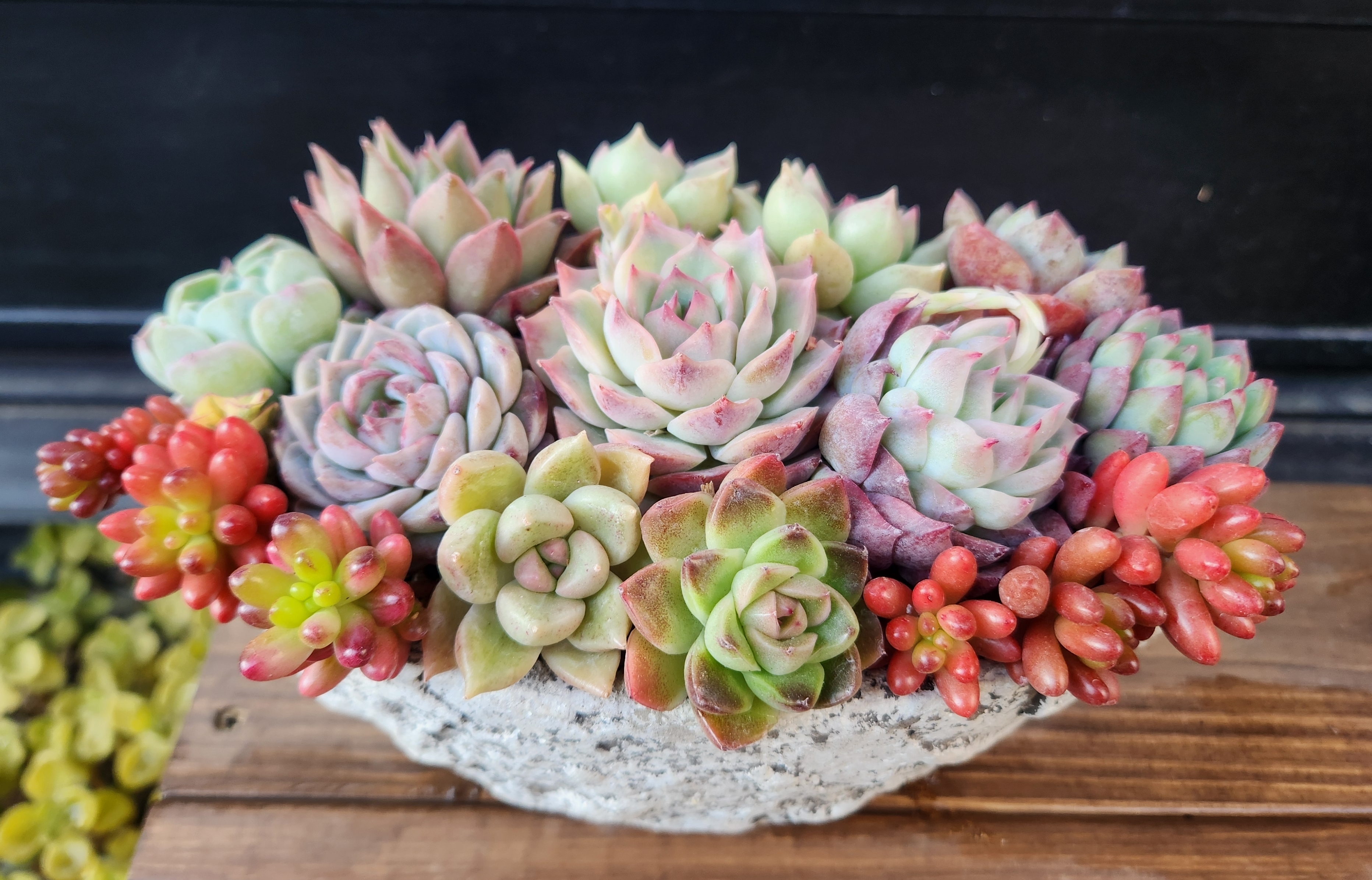 多肉植物の寄せ植え | CAINZ DIY Square