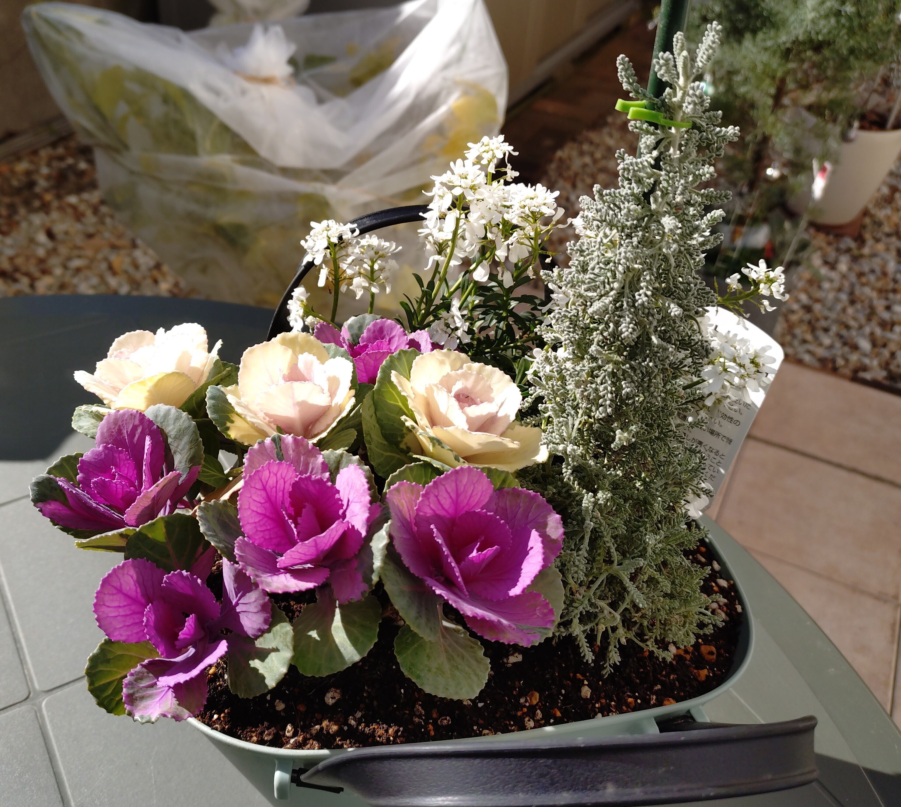 寄植え 1月の寄せ植えに使いたい花11選 | LOVEGREEN(ラブグリーン)