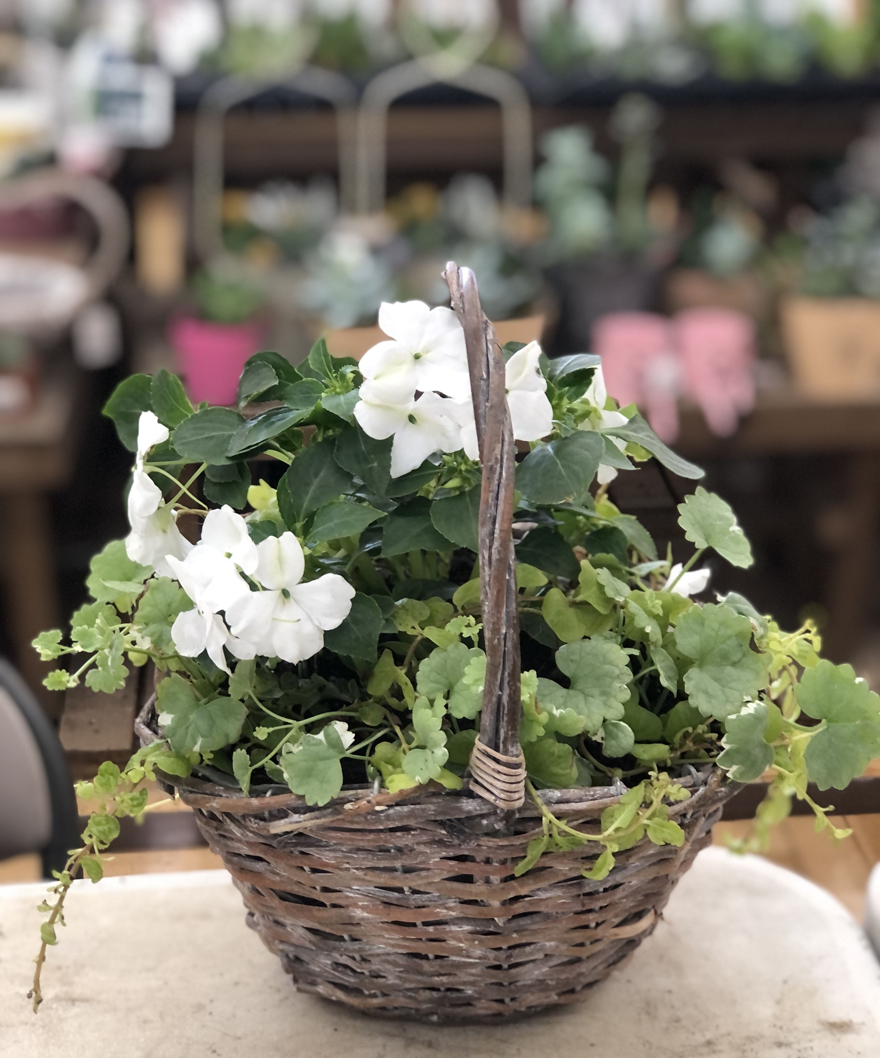 カゴの寄せ植え♪(半日陰用 | CAINZ DIY Square