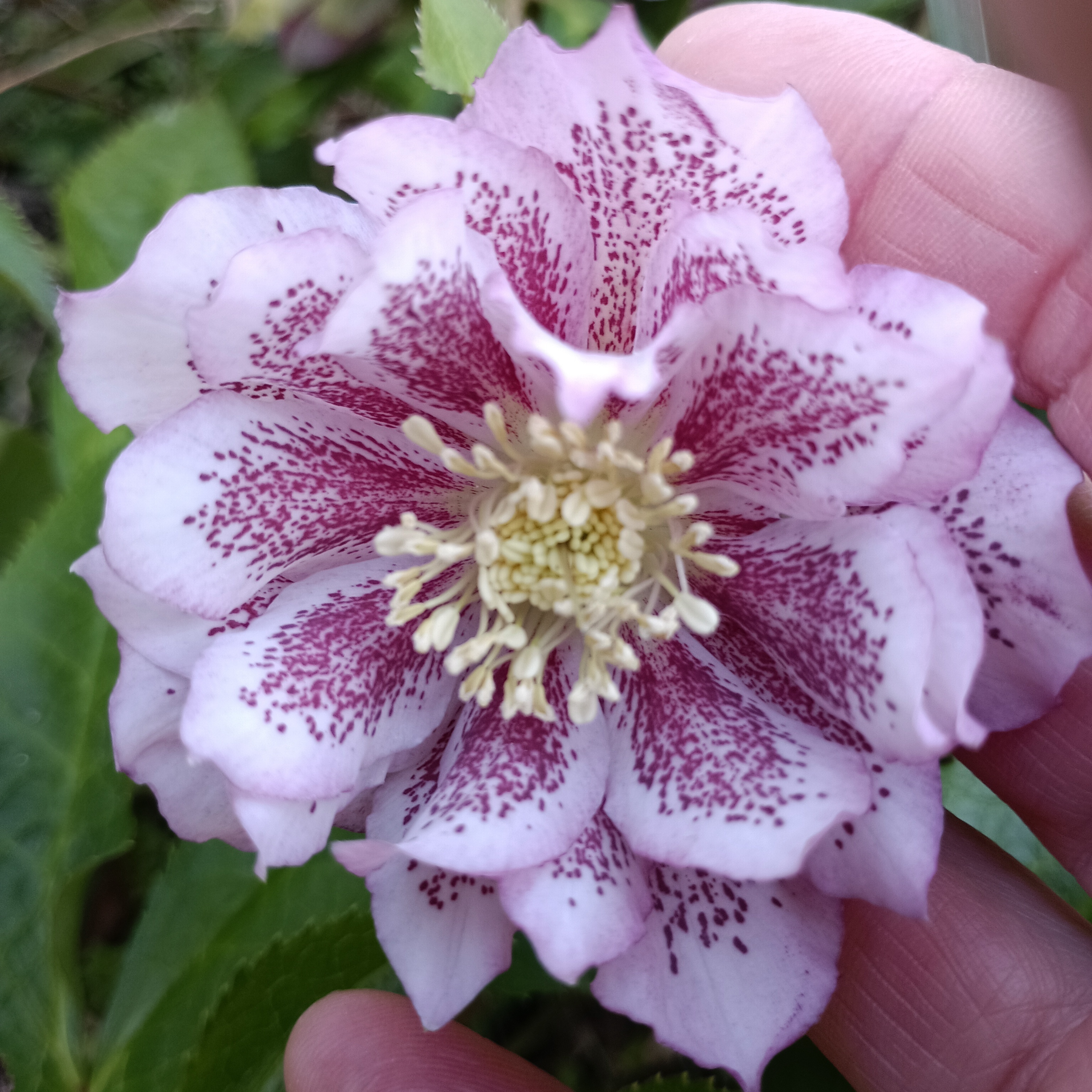 クリスマスローズ | CAINZ DIY Square