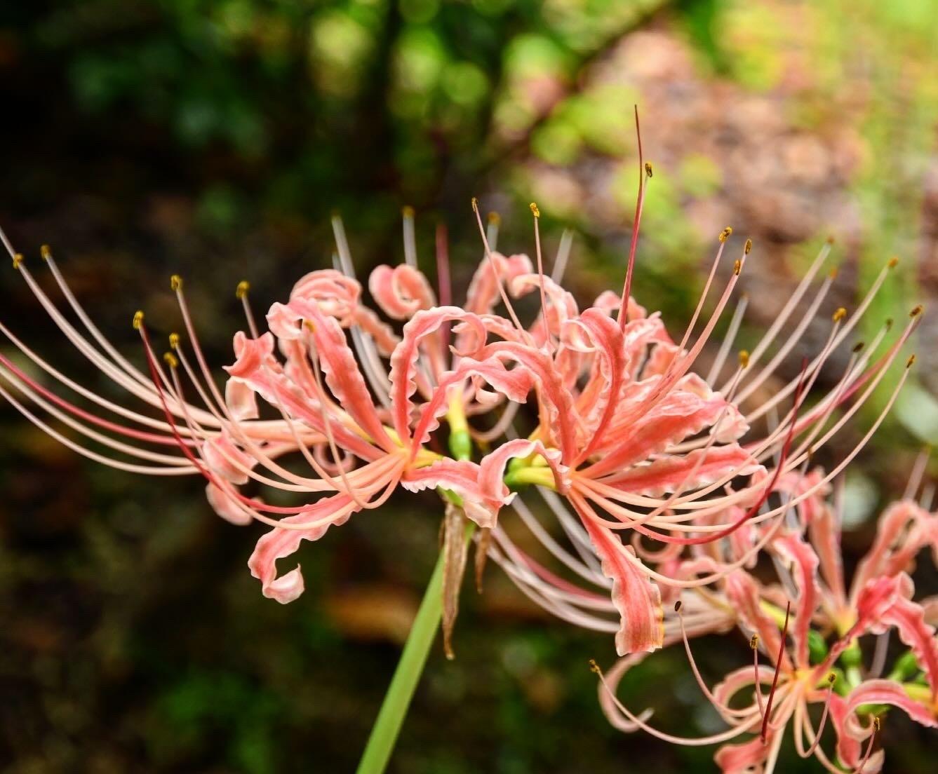 彼岸花 Z5II + 24-120mmで昭和記念公園の彼岸花｜レンズの先に