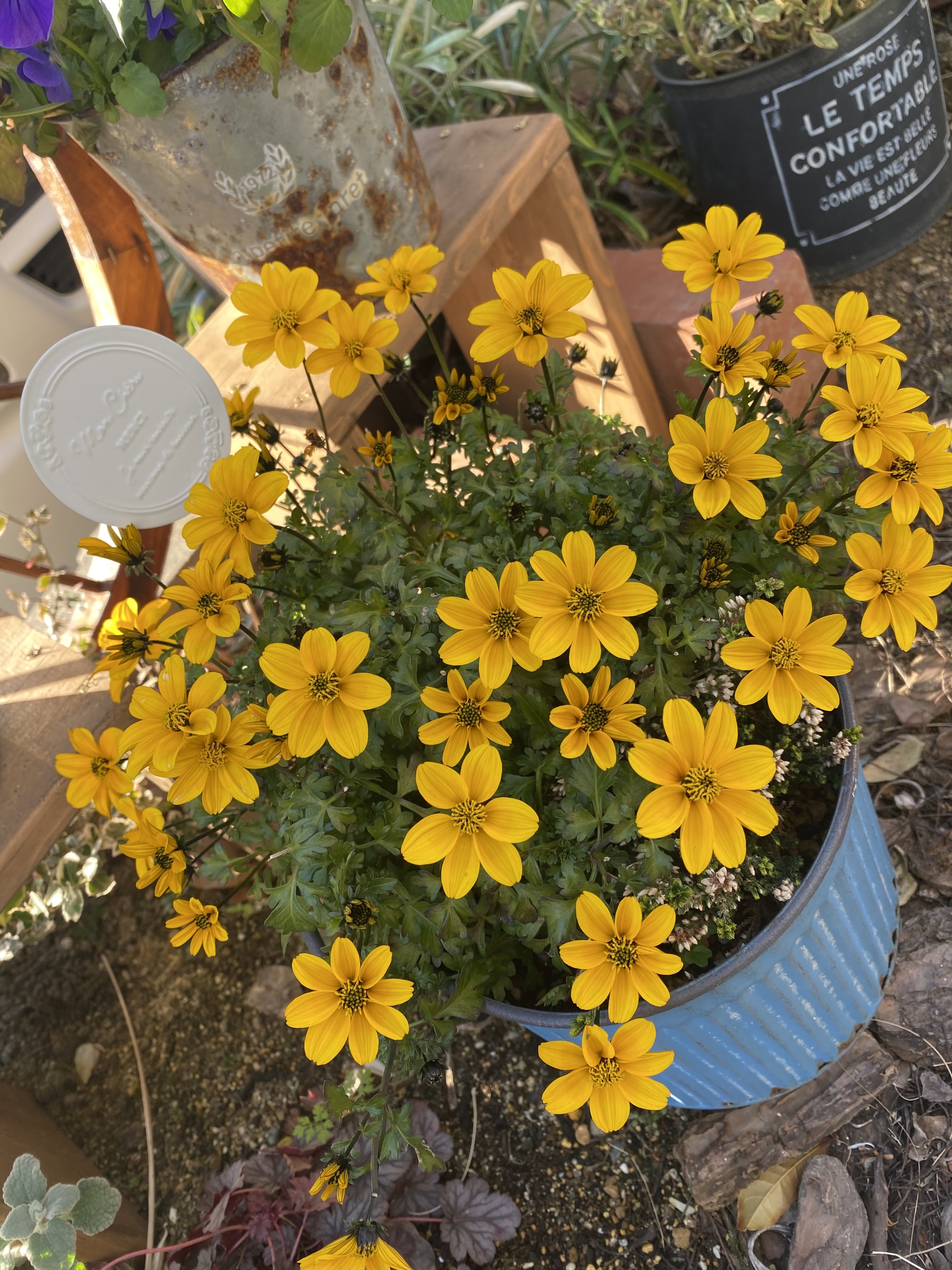 ビデンス寄せ植え | CAINZ DIY Square