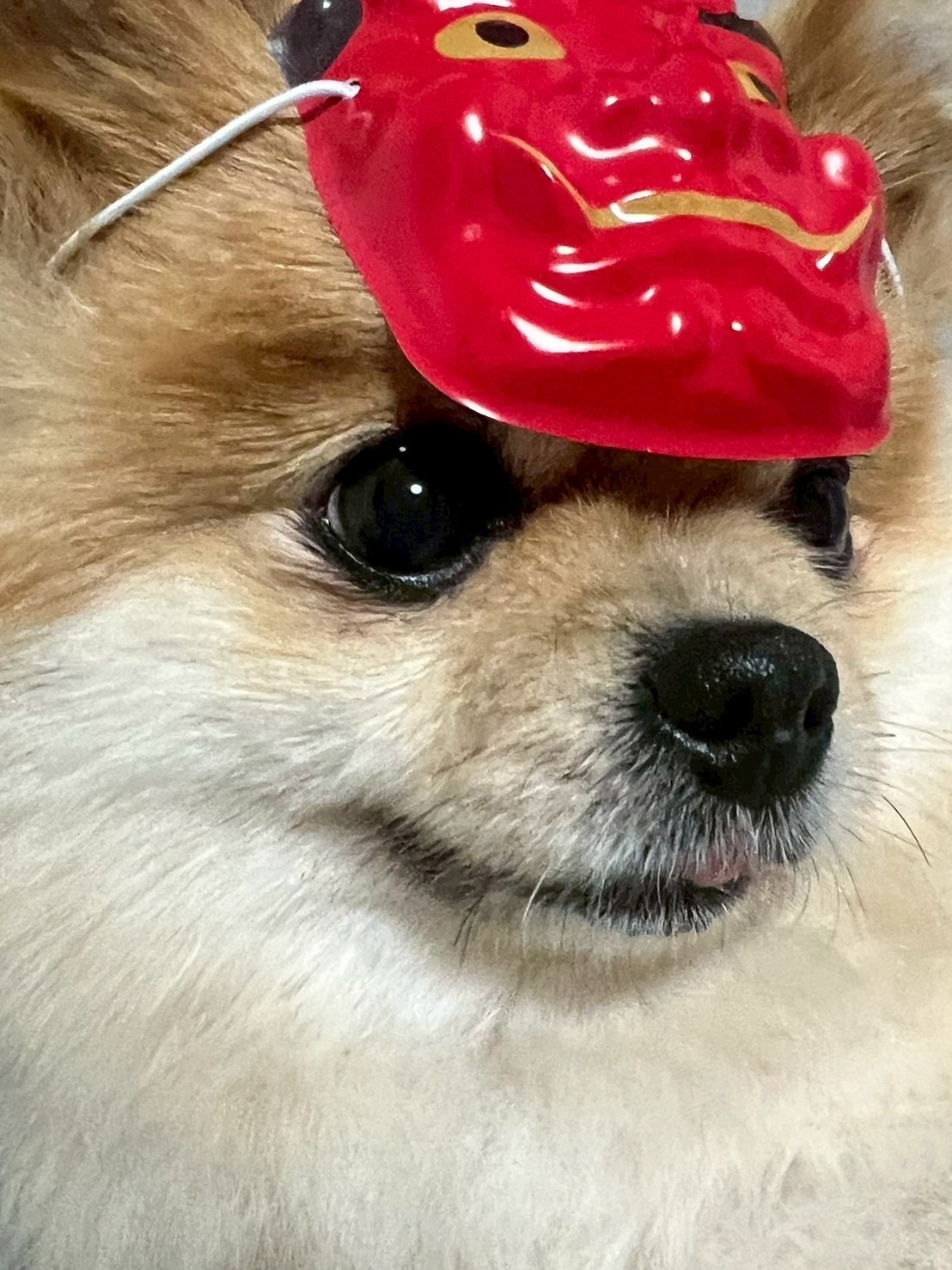 犬娘　節分で鬼役　笑