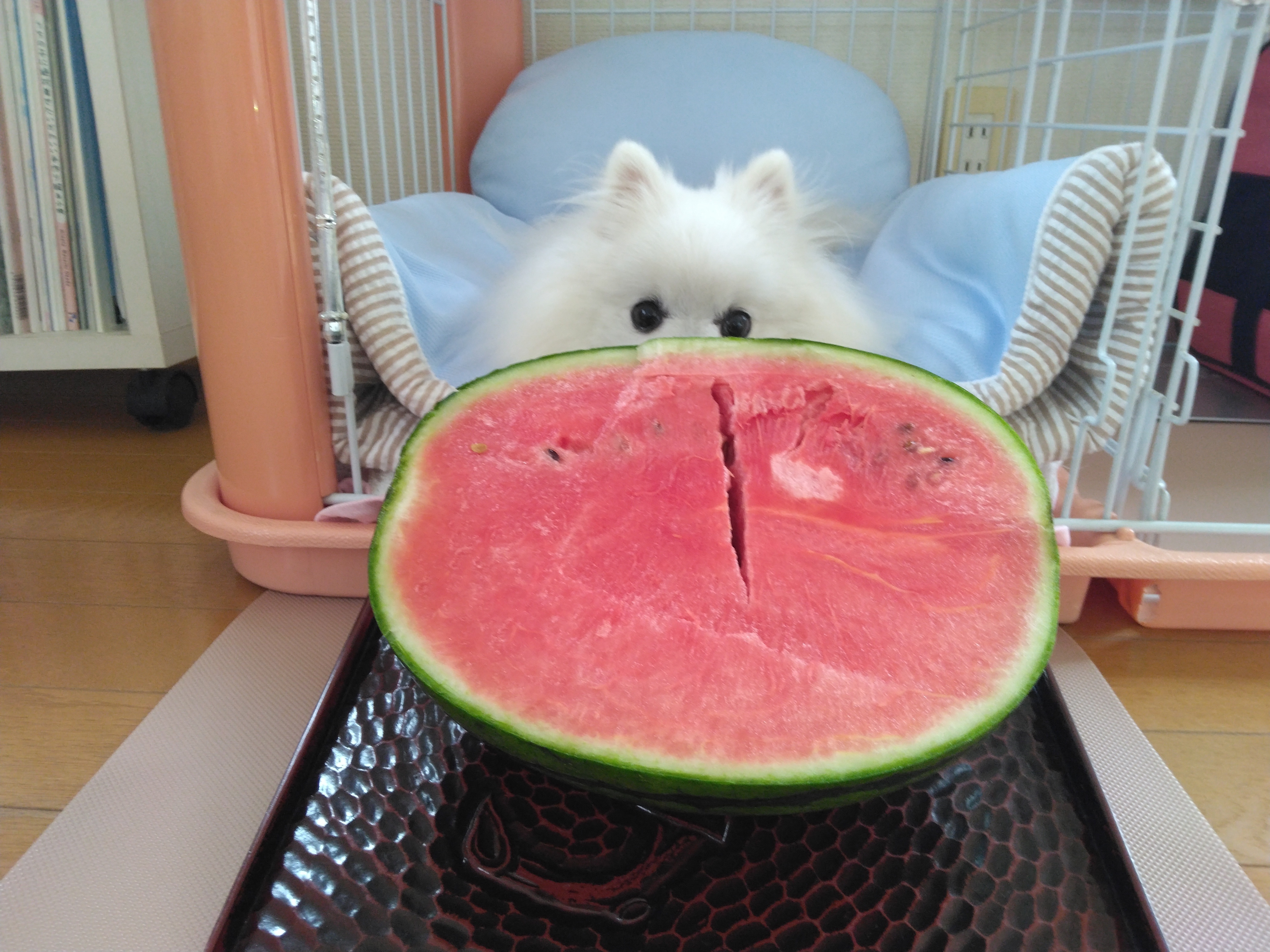 愛犬🐶とスイカ🍉