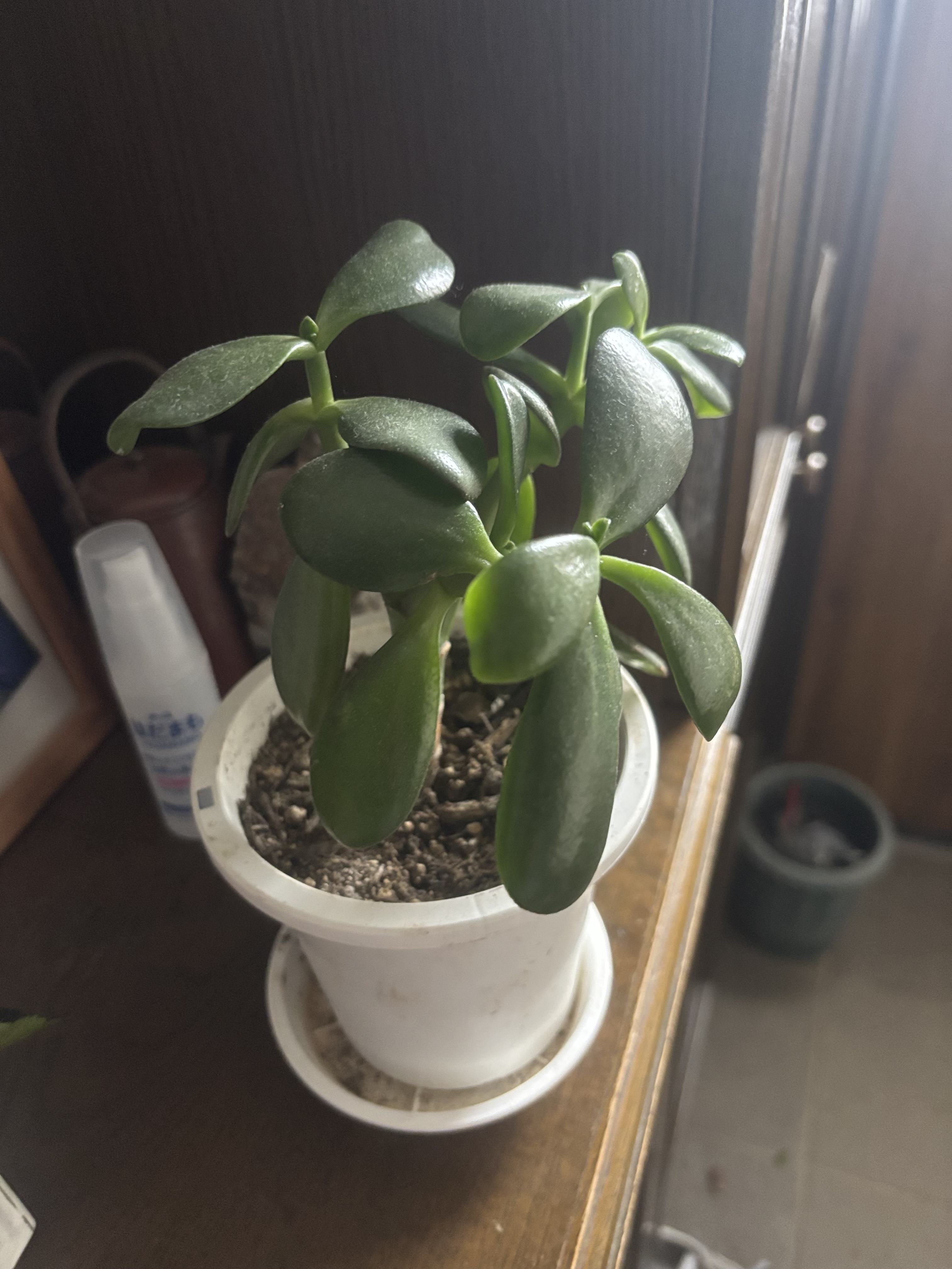 金のなる木 | CAINZ DIY Square