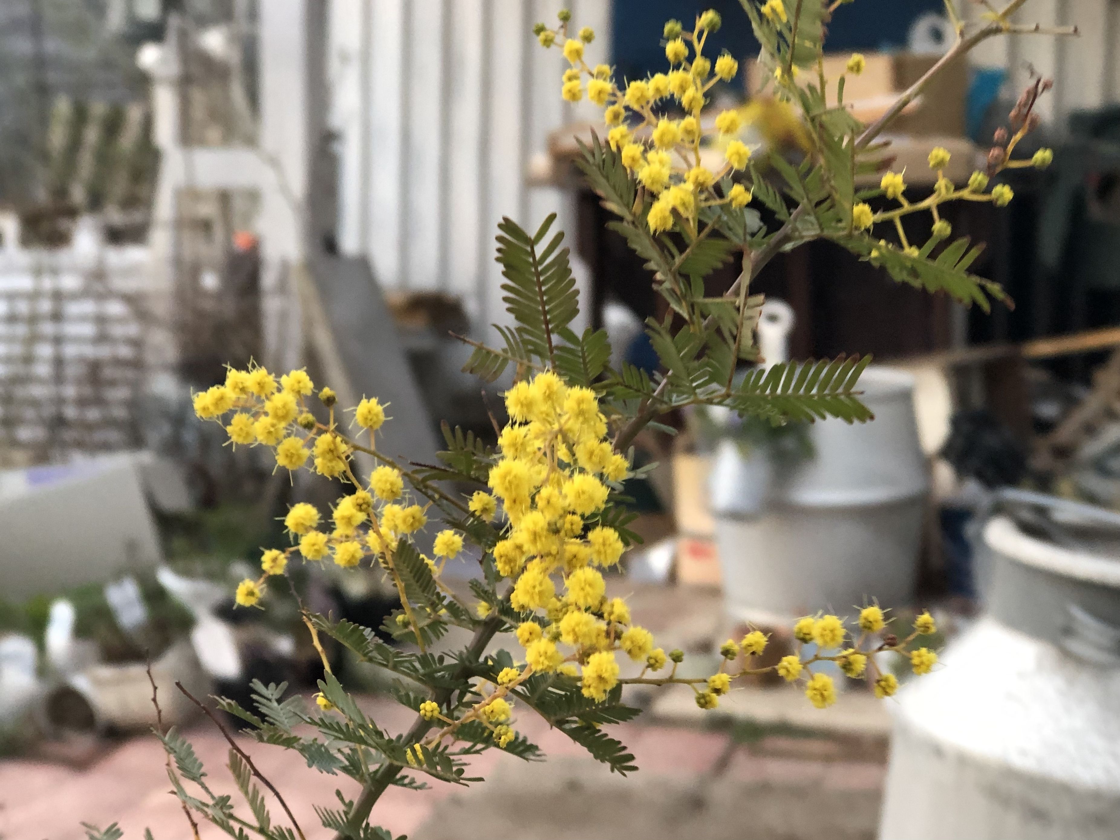 ミモザ、ちょっと開花❣️ | CAINZ DIY Square