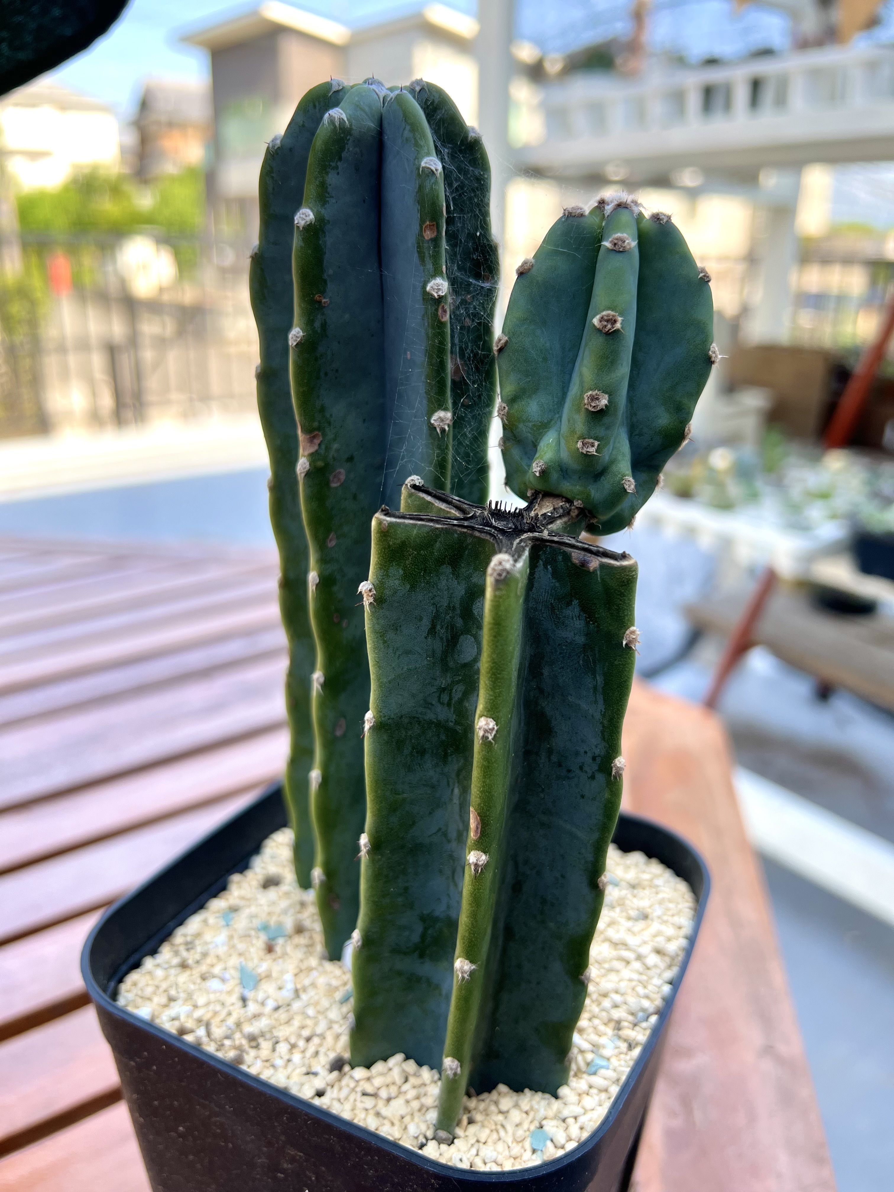 【希少】サボテン　仕立て 99b3da39-c3d5-4edd-9a96-