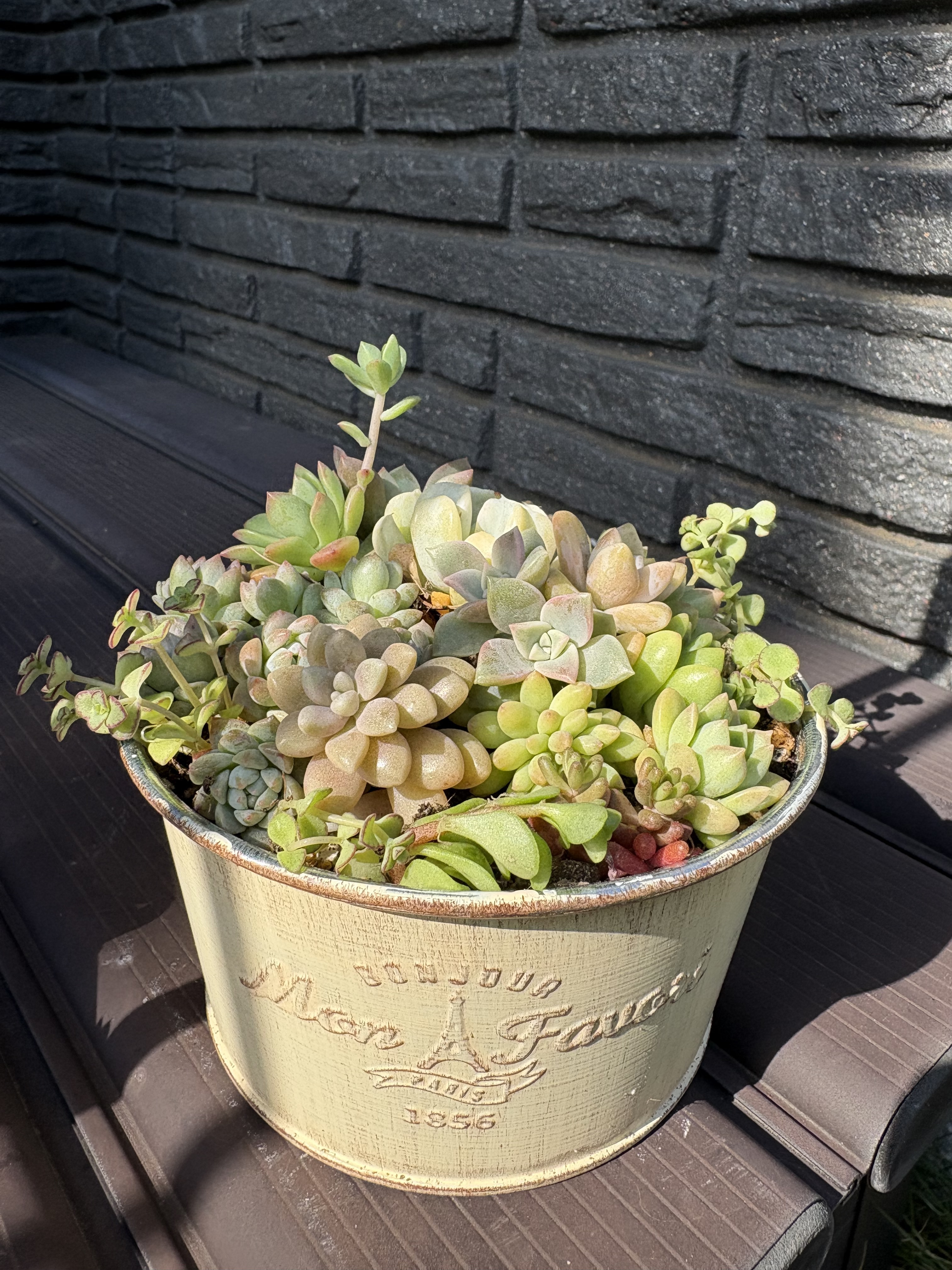 多肉植物の寄せ植え🪴 | CAINZ DIY Square