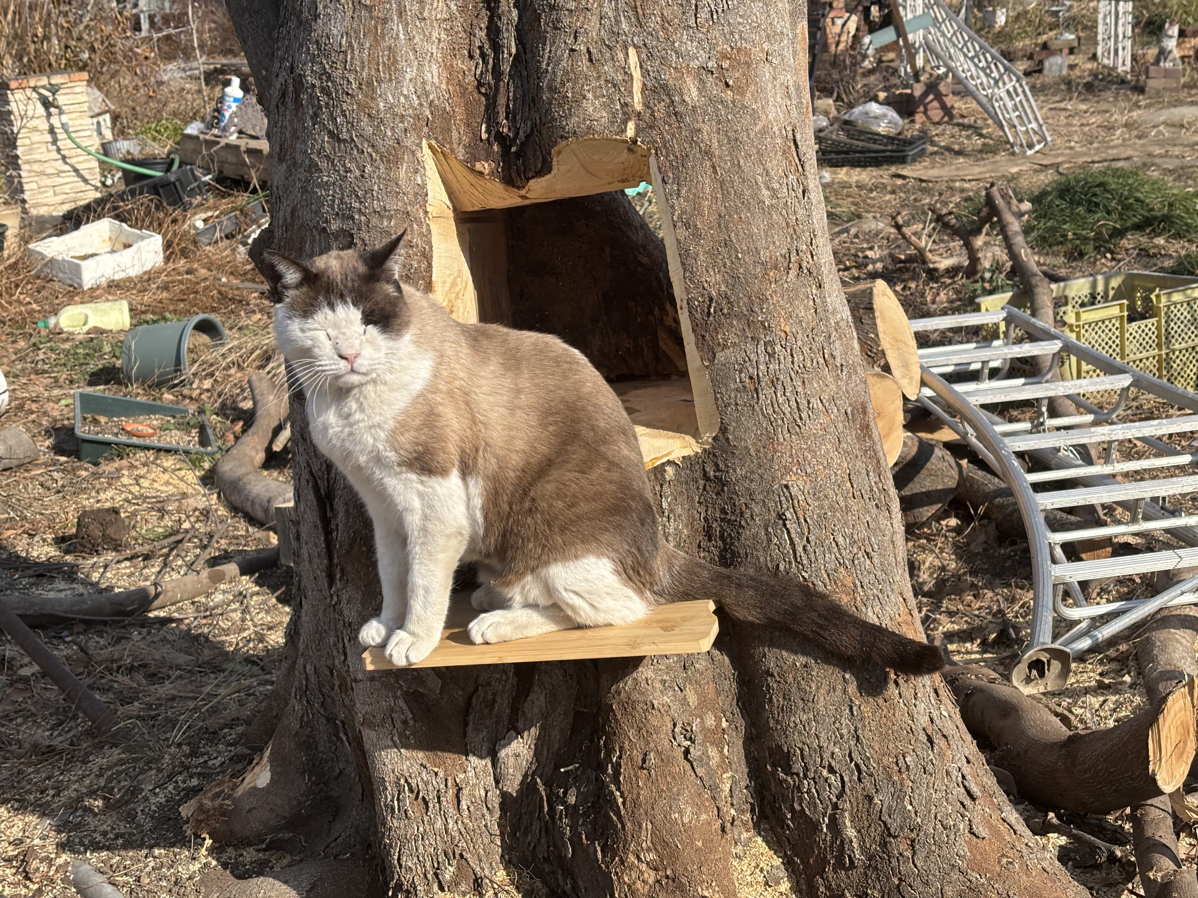 切り株の猫ハウスの点検♪