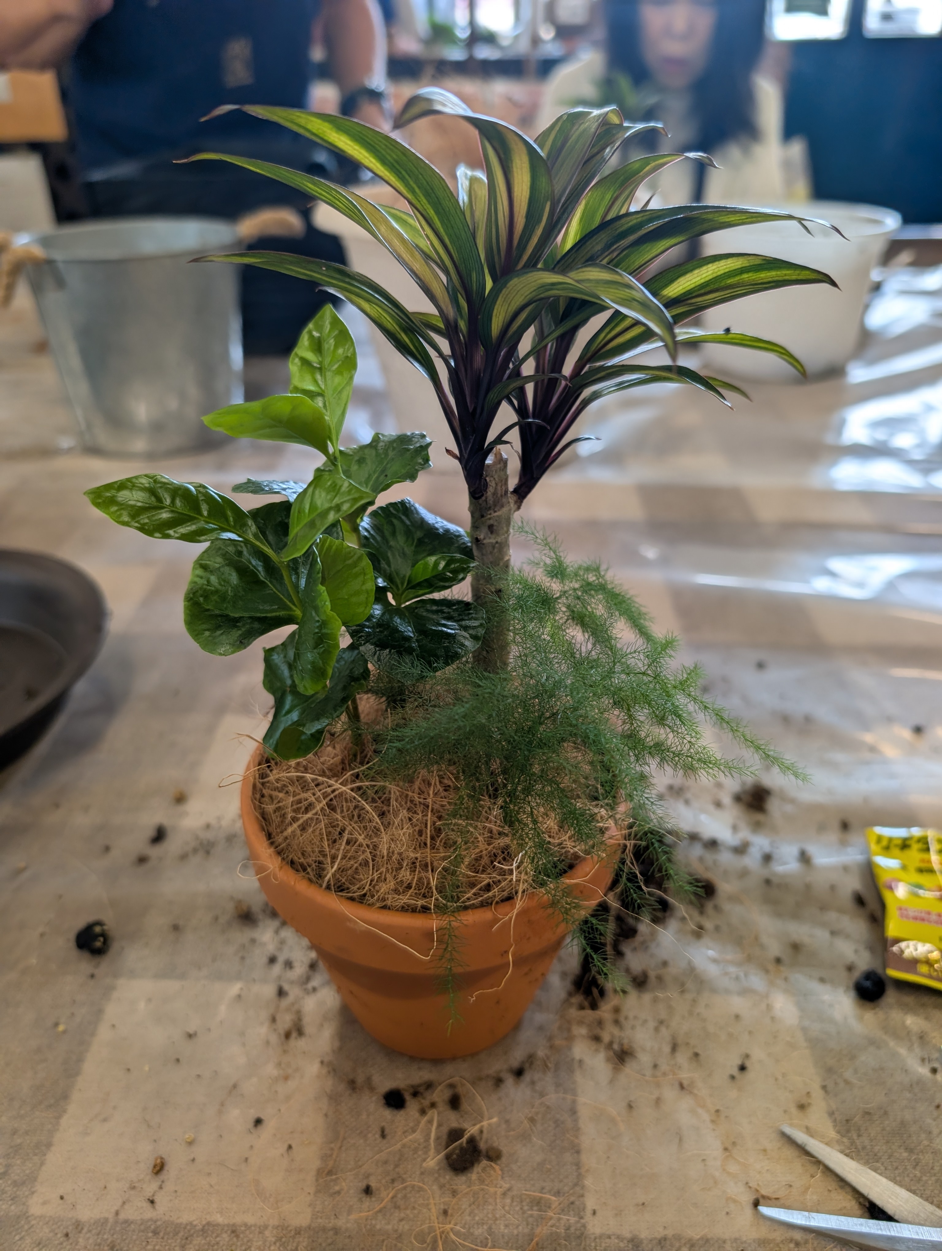 選べる三つの観葉植物♪私だけの寄せ植え作り | CAINZ DIY Square