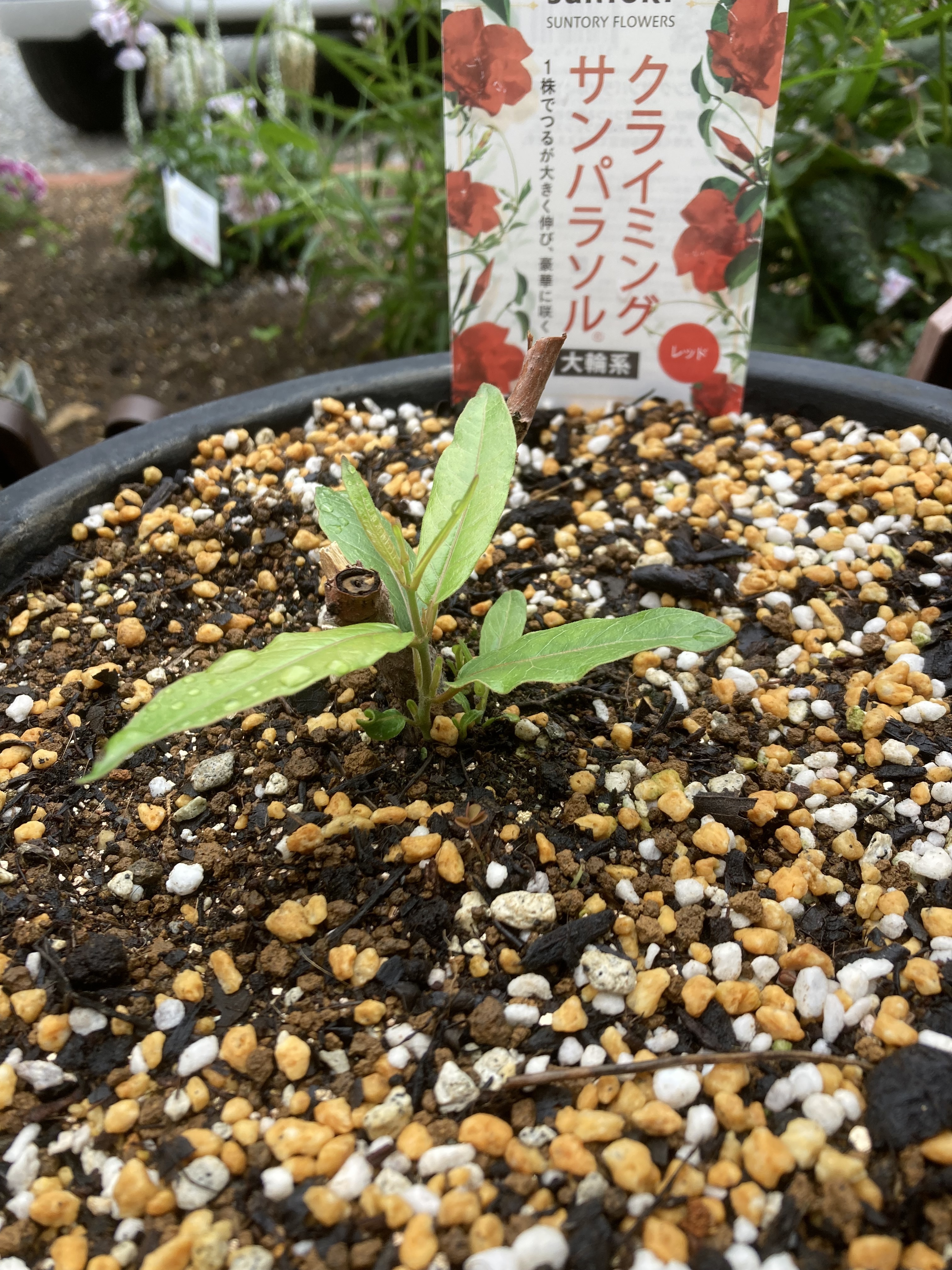 クライミングサンパラソル新芽🌱 | SUNSUNガーデン