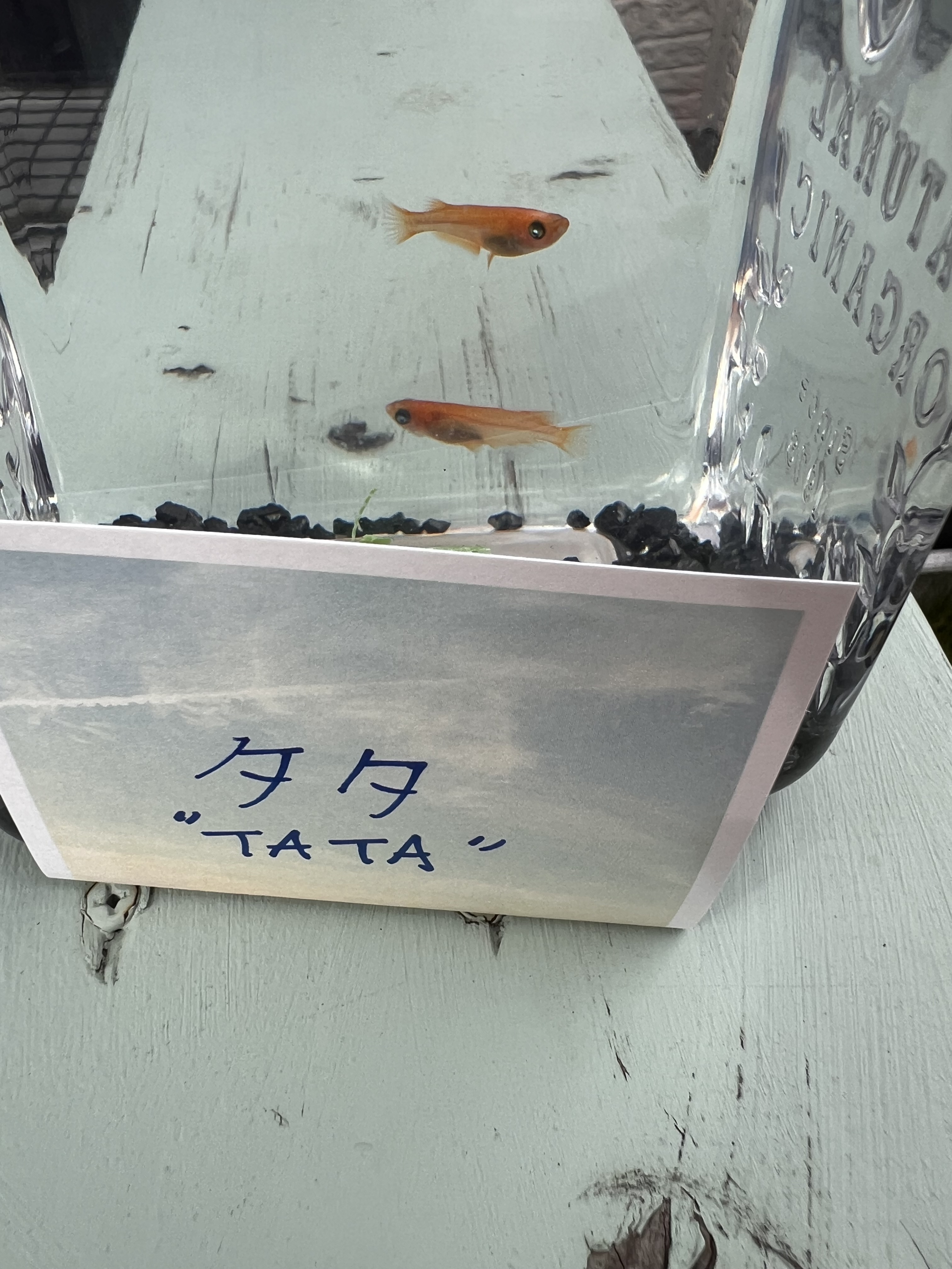 新しい仲間