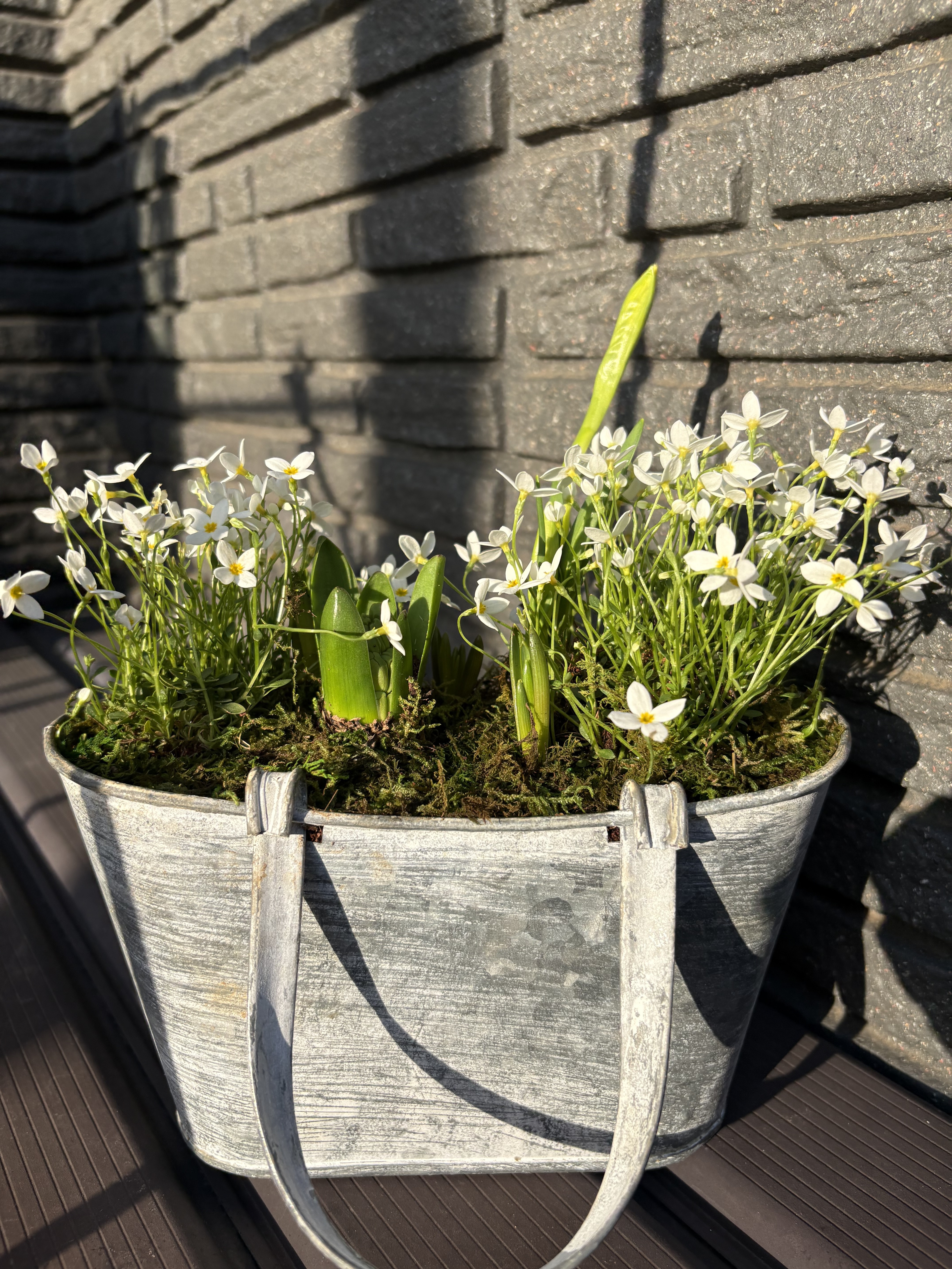 春を待つ芽出し球根のアンティーク寄せ植え | CAINZ DIY Square