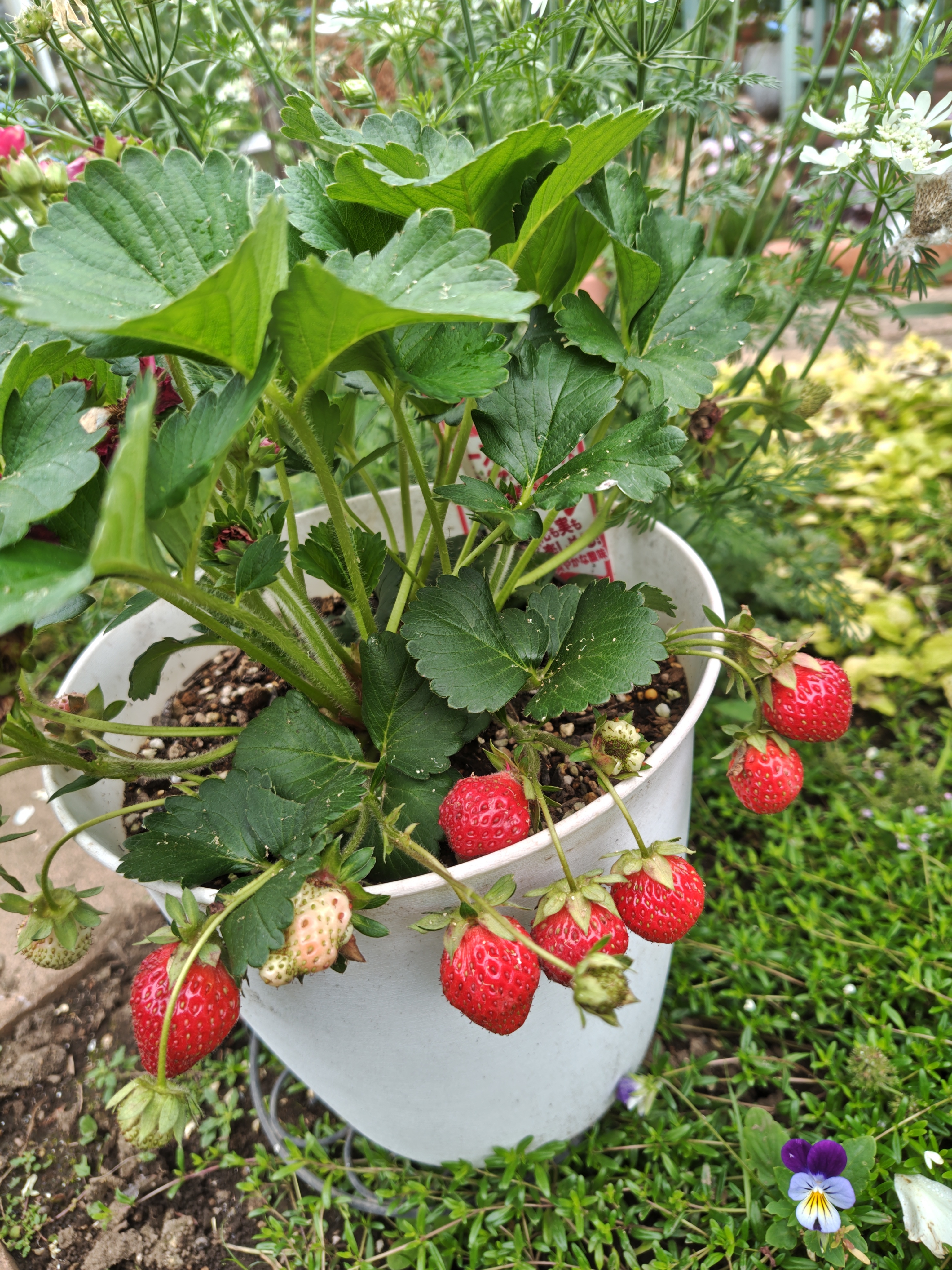 いちご🍓 | CAINZ DIY Square