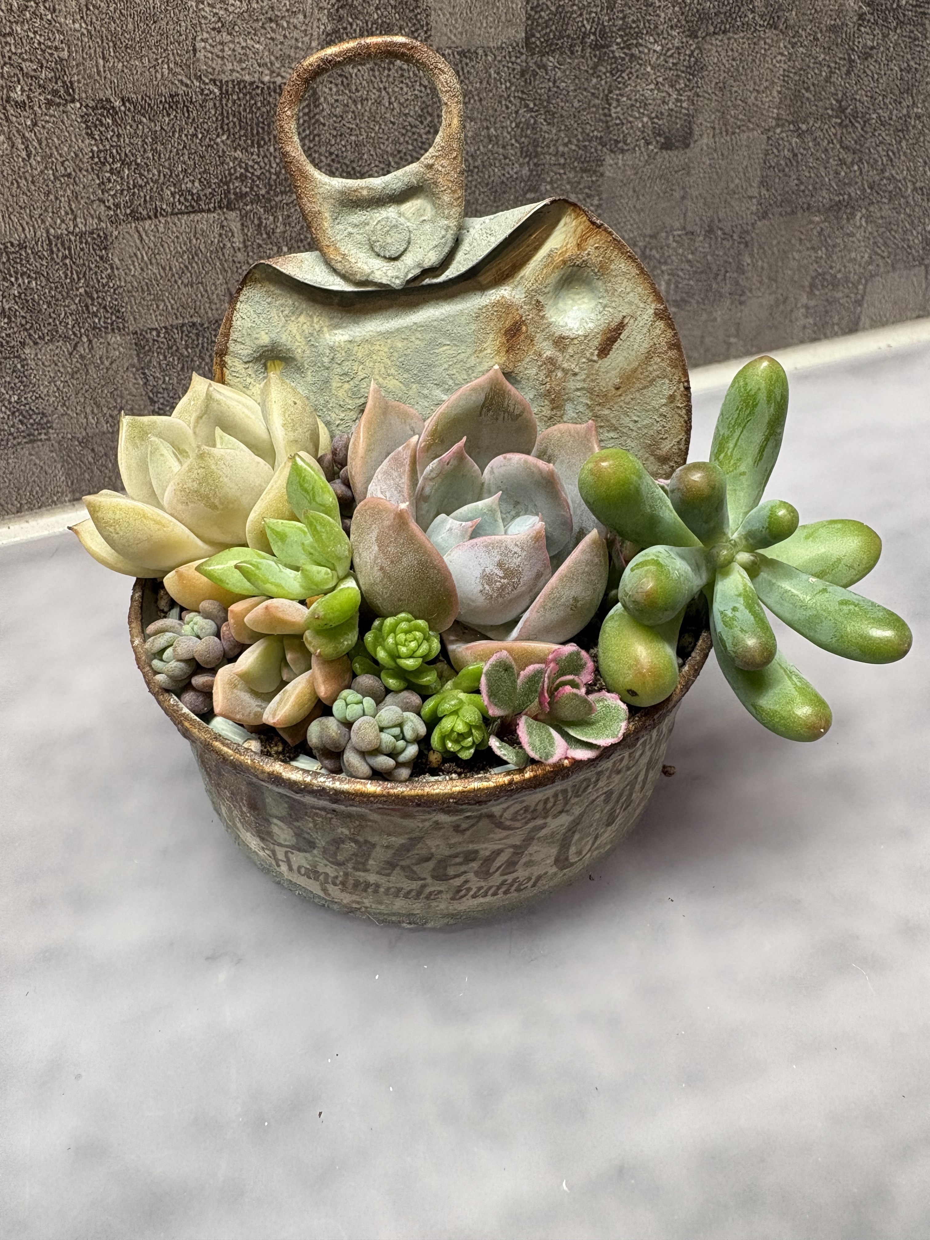 多肉植物の寄せ植え🪴 | CAINZ DIY Square