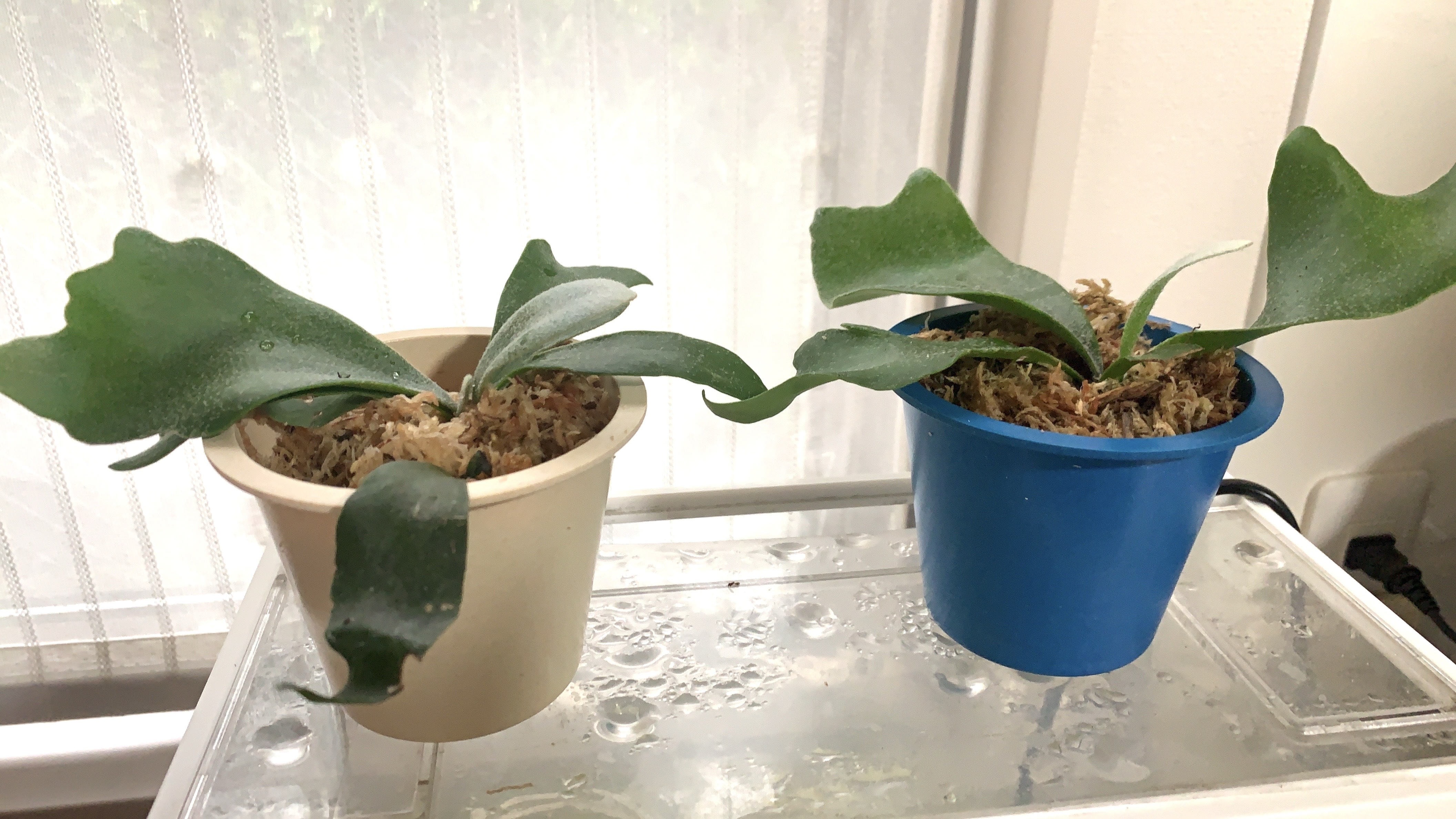 ビカクシダを鉢に植えました | CAINZ DIY Square